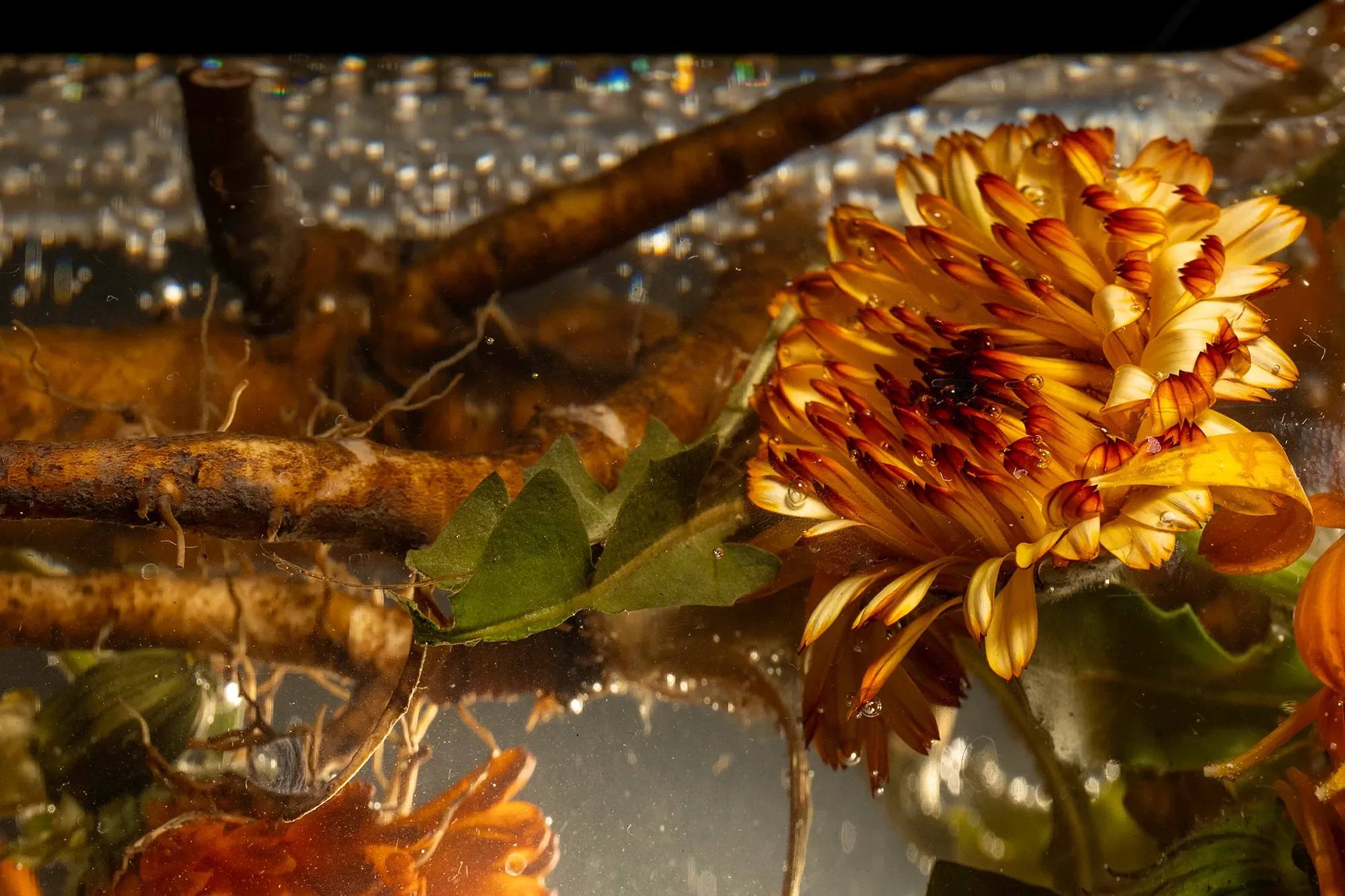 Close-up of an orange chrysanthemum flower submerged in water with green leaves, sticks, and bubbles around it.