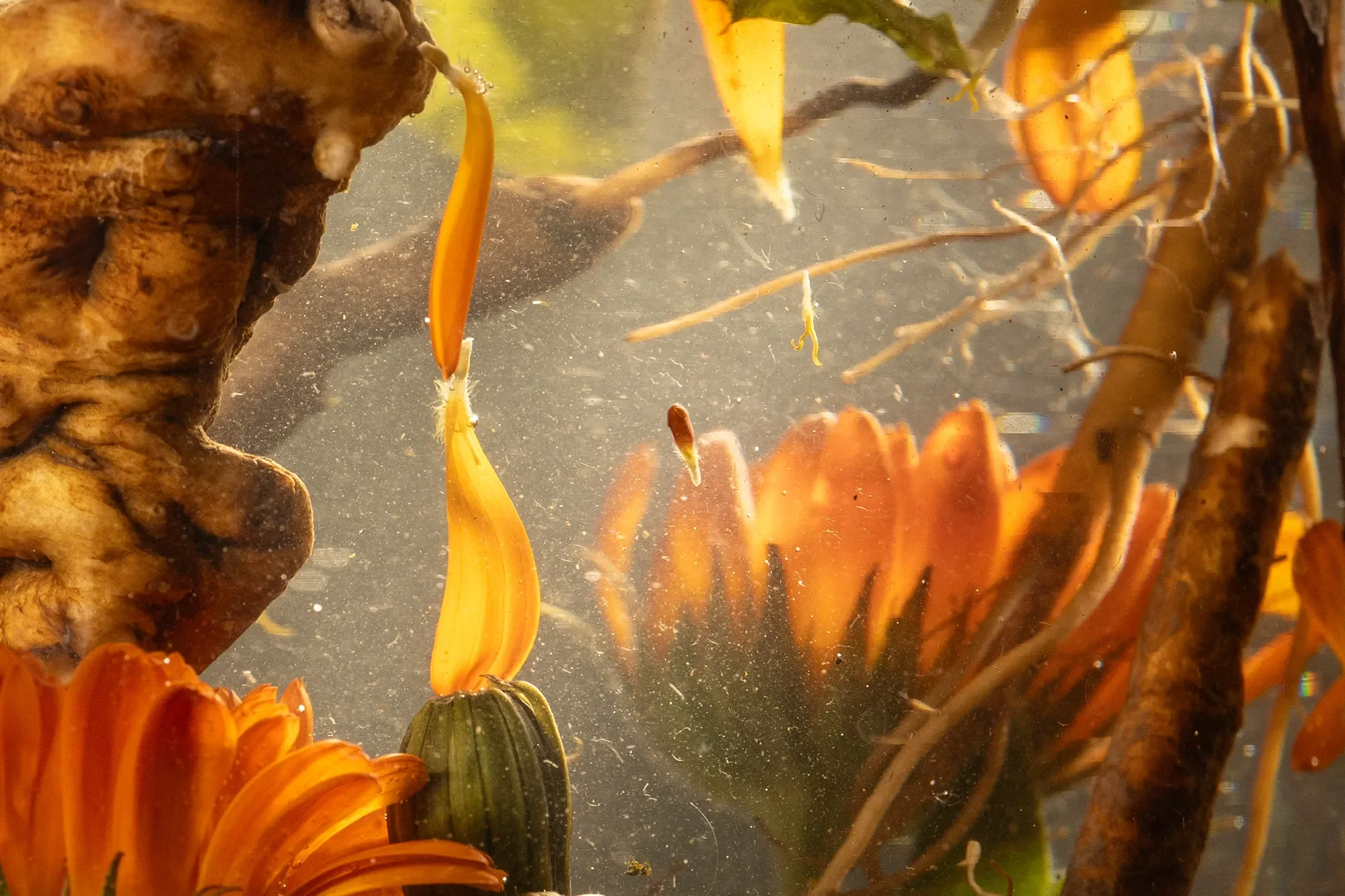 Underwater scene with orange flowers, green stems, brown branches, and a rock in a freshwater environment.