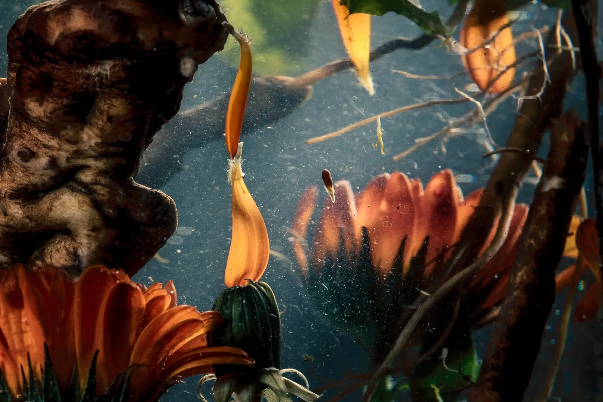 Immersion, thermal suspension: calendula petals lifting away from a root and hanging in heated water. Photograph by Gabrielle Lewis.