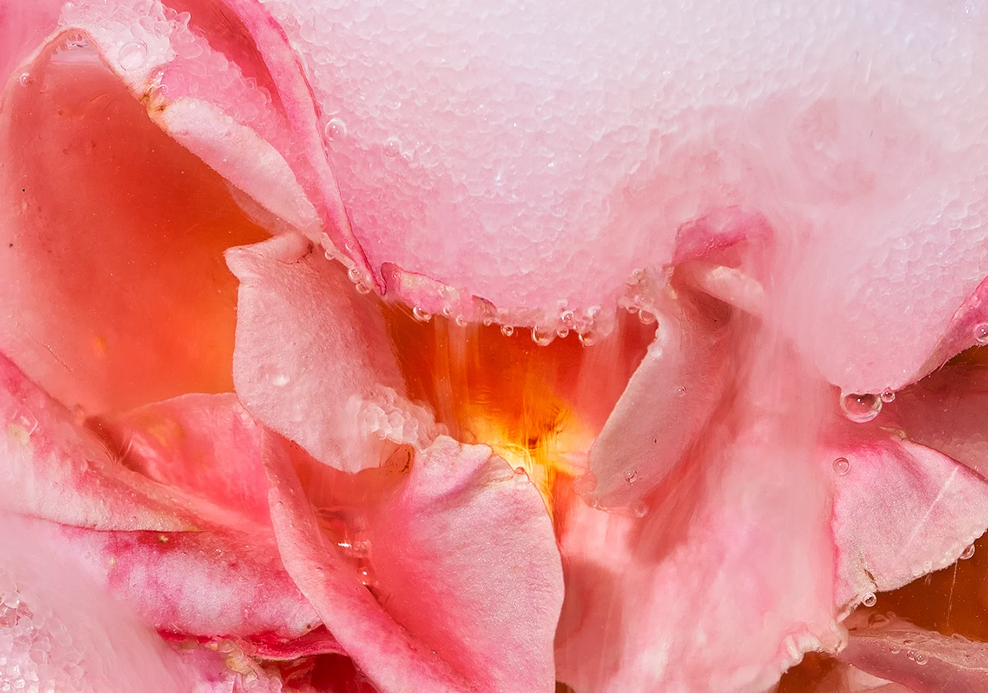 Sweet and Light to the very Centre / Rosa spp., Saccharum officinarum