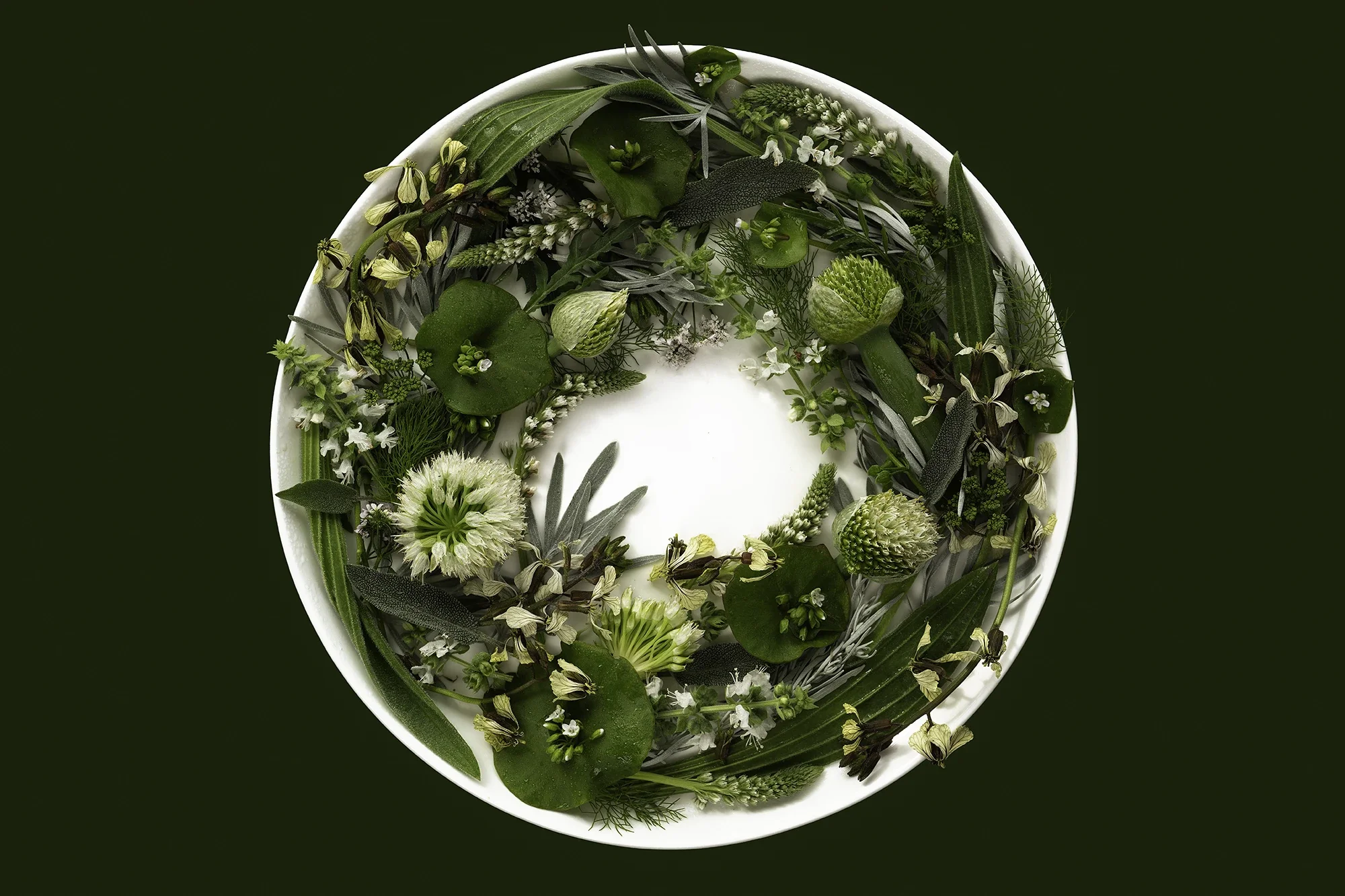 Artemisia absinthium (wormwood) empty section