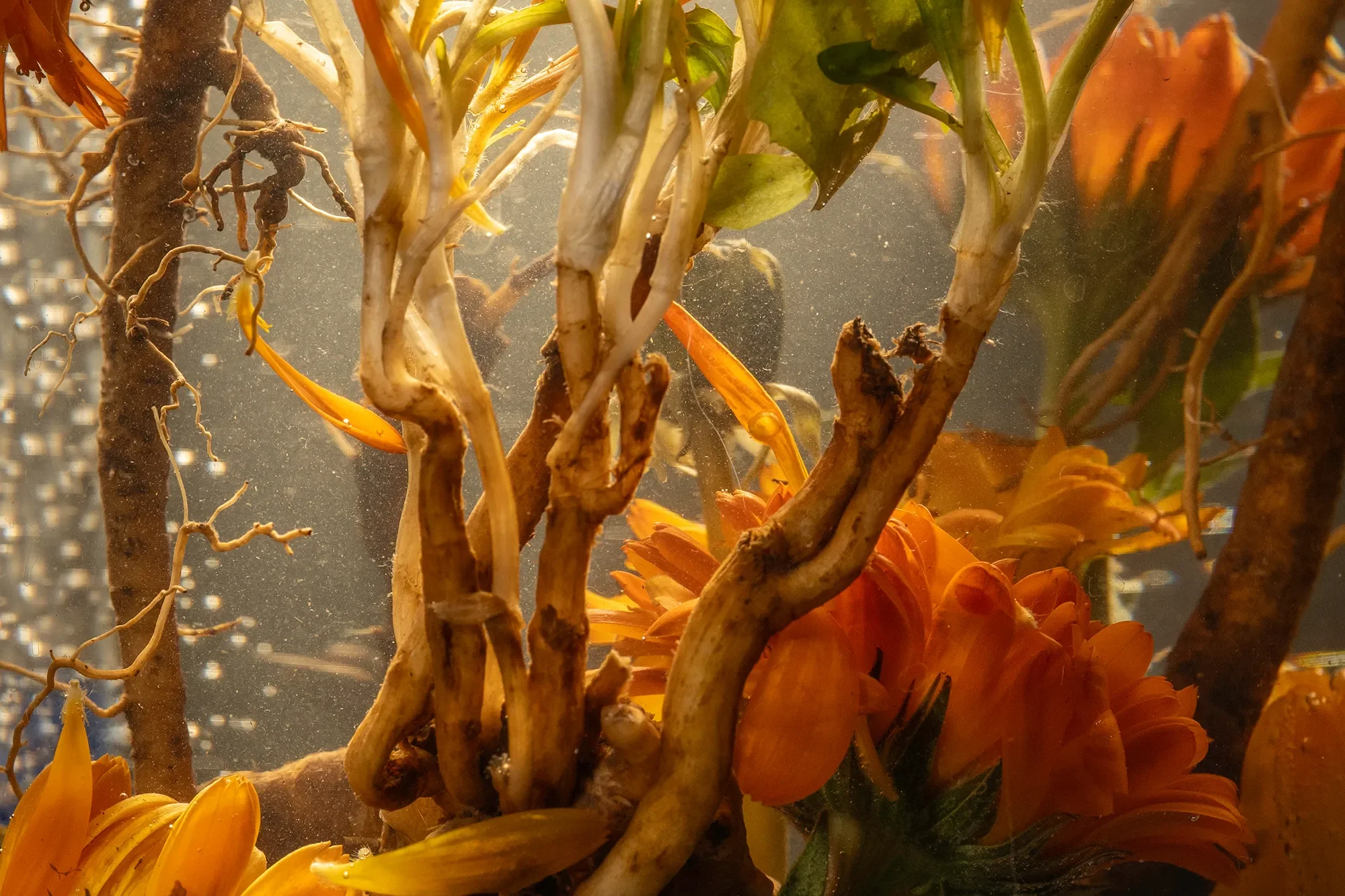 Underwater scene with orange flowers and fish among tree branches.
