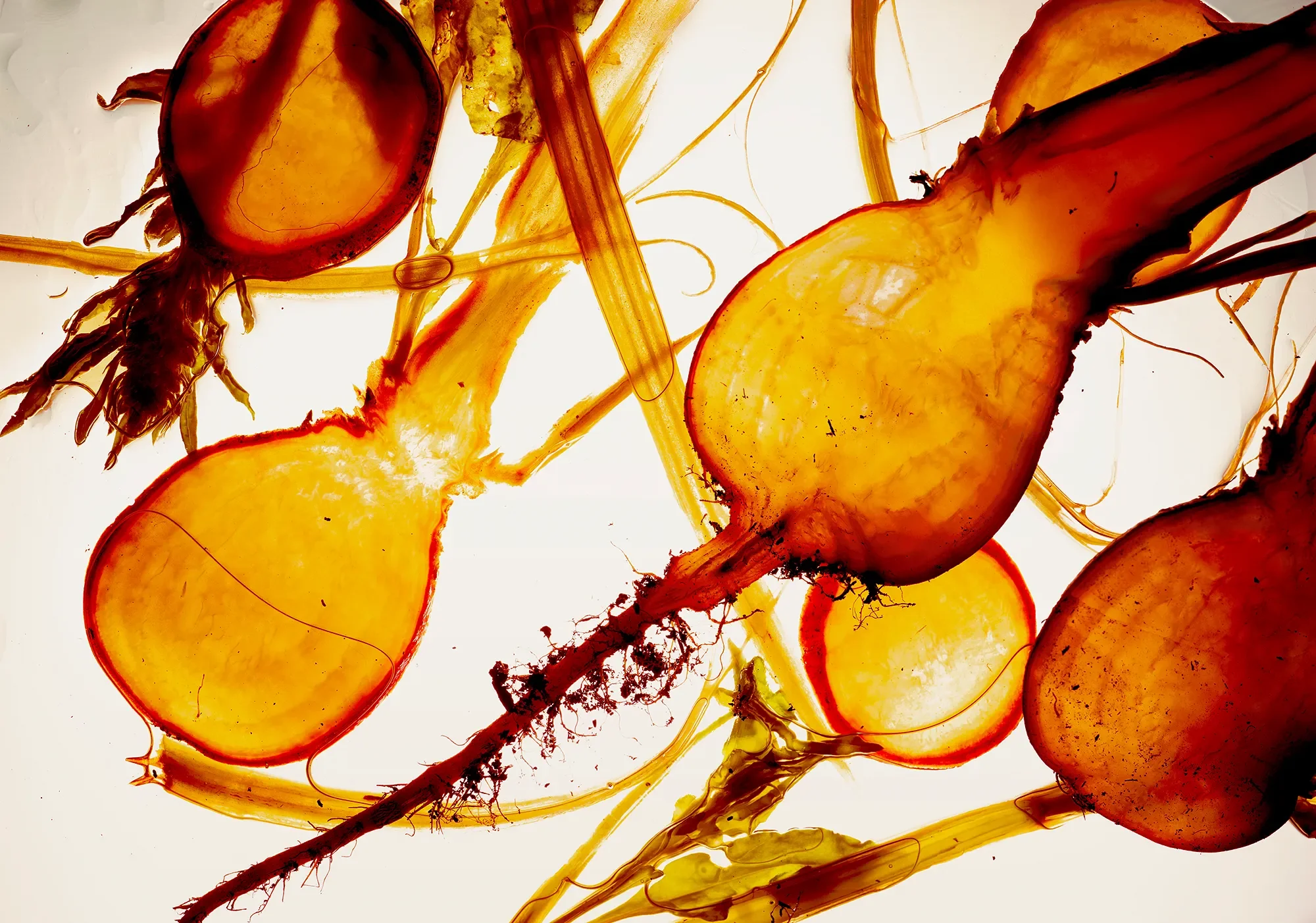 Territorial Field 03 / Section 1 : Fully Broken Down