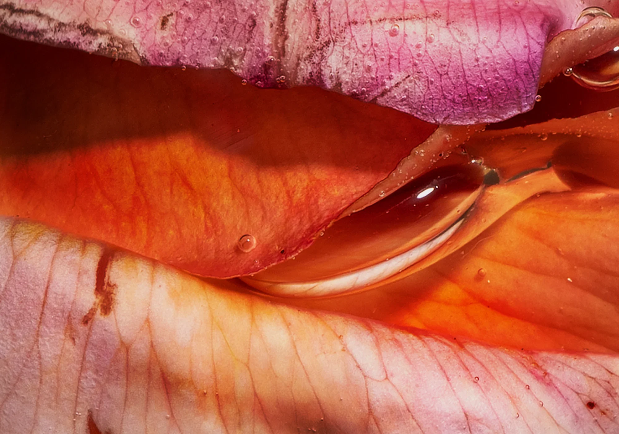 Her Wrappings / Rosa spp., Saccharum officinarum