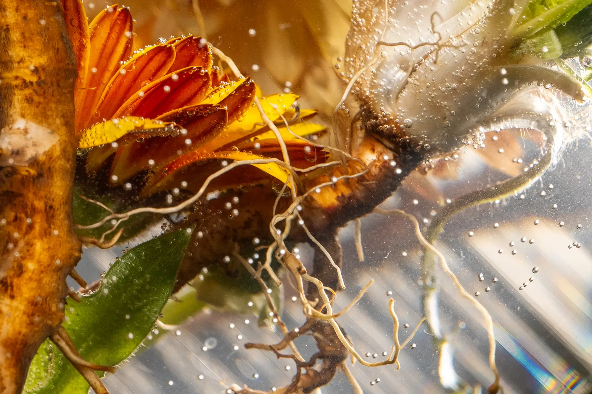 Close-up of a plant with roots, yellow and orange petals, green leaves, all submerged in water with bubbles.