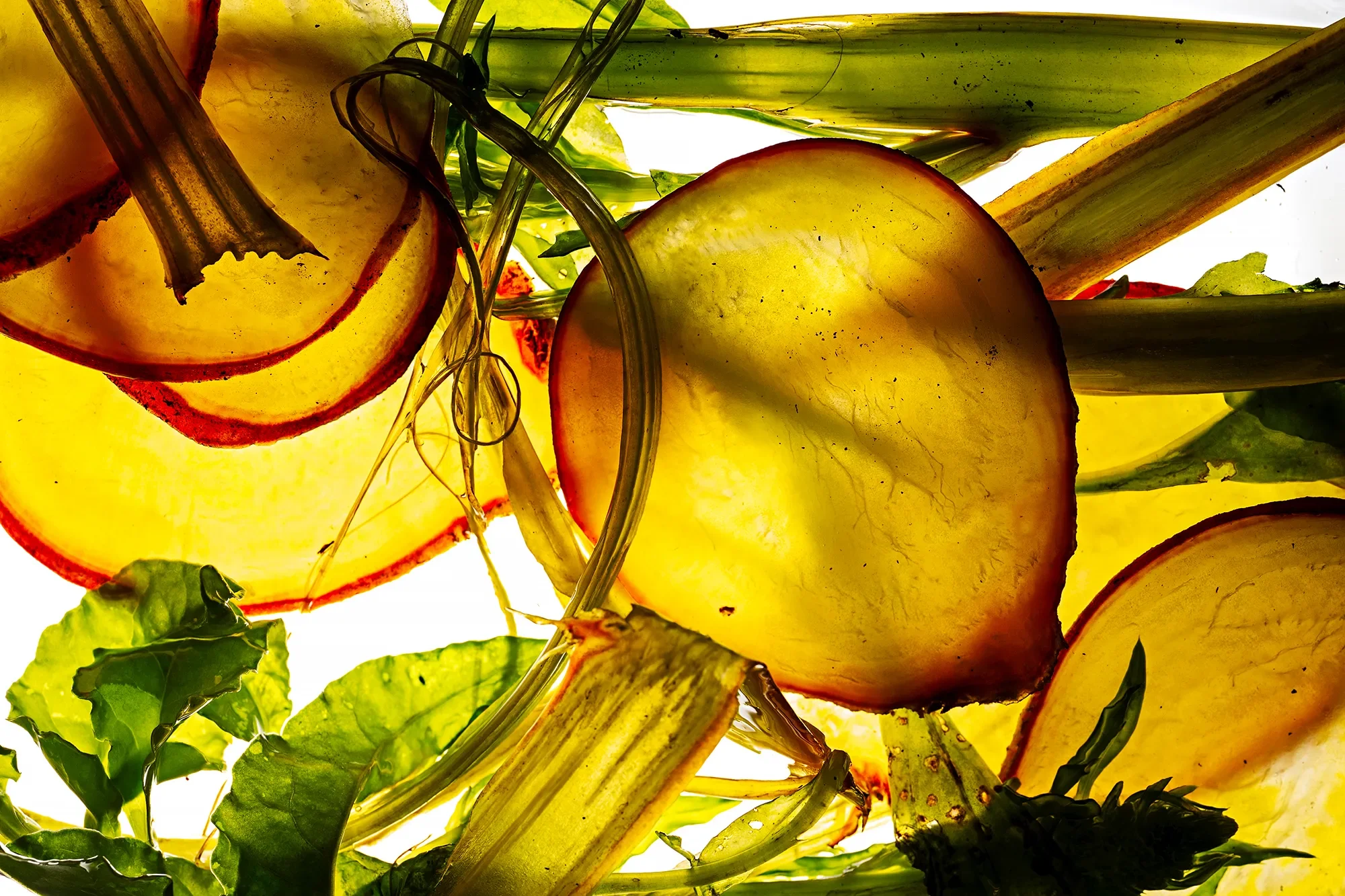 Close-up of various sliced plants backlit with light.