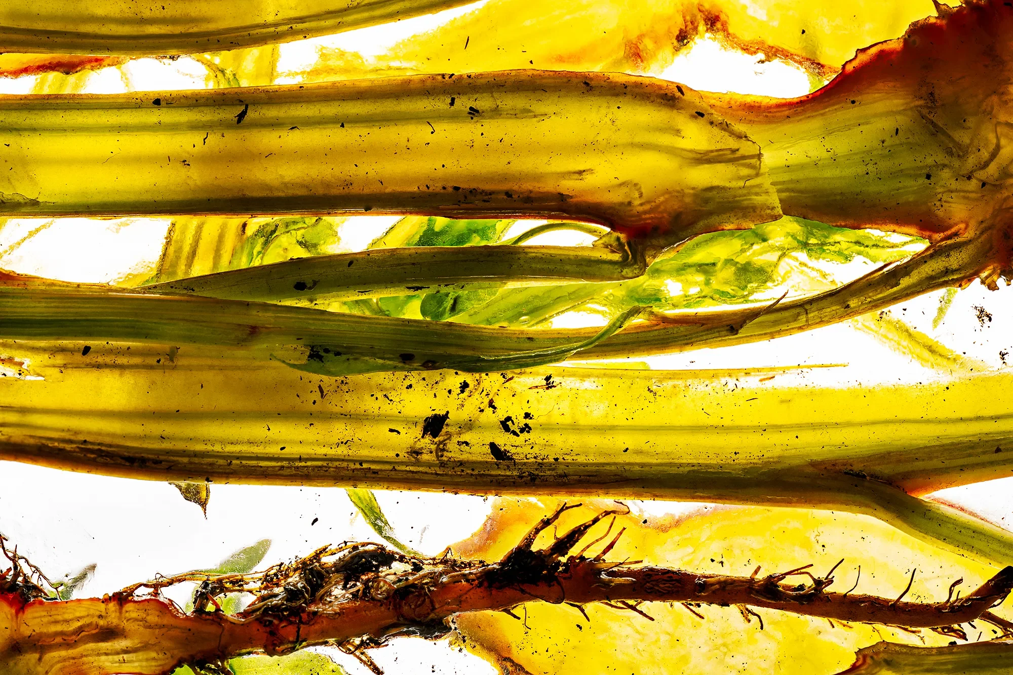 Close-up of stalks covered in soil, showing dirt, roots, and the fibrous texture of the vegetable.