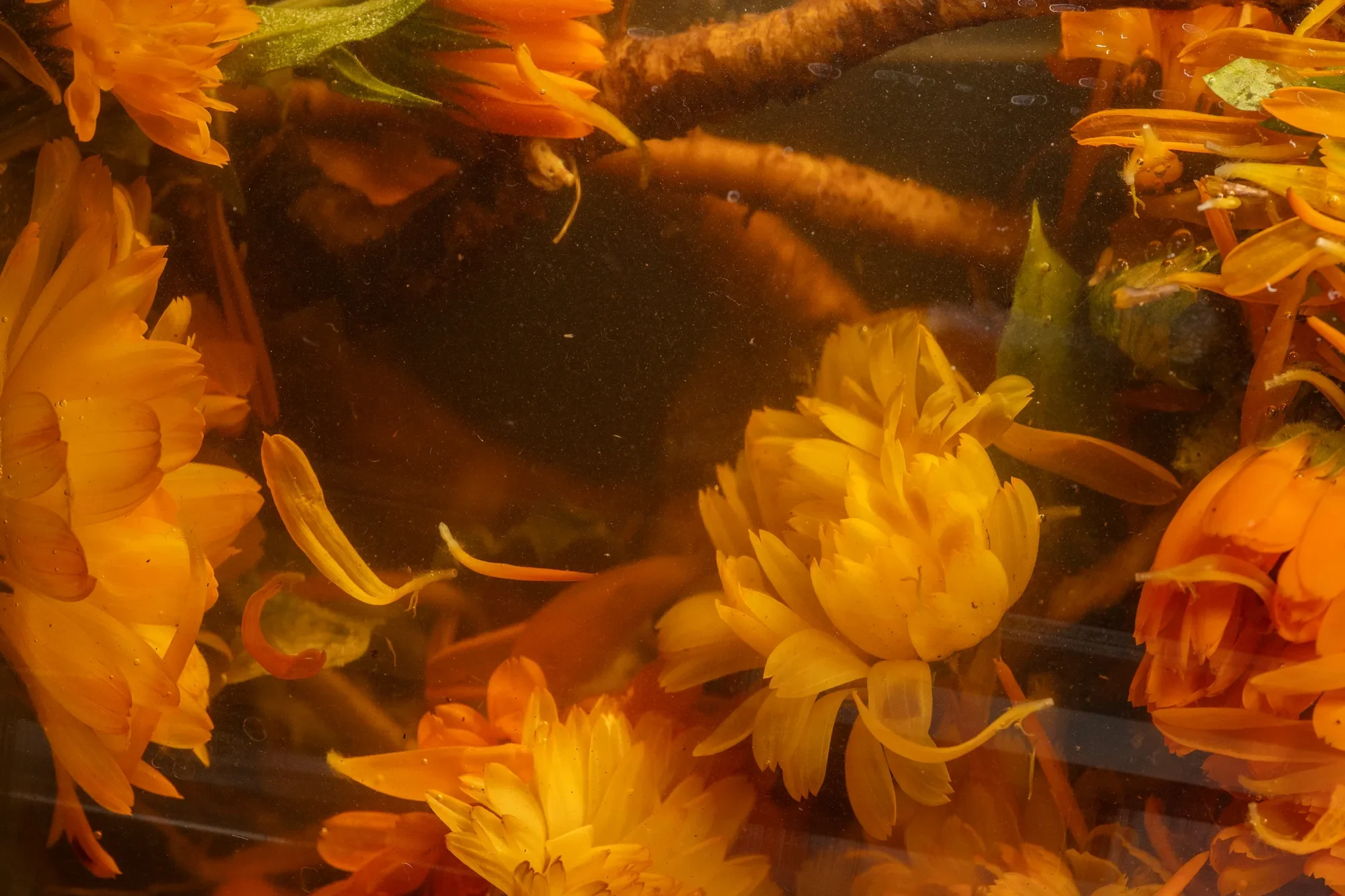 Close-up of orange flowers and insects in water.