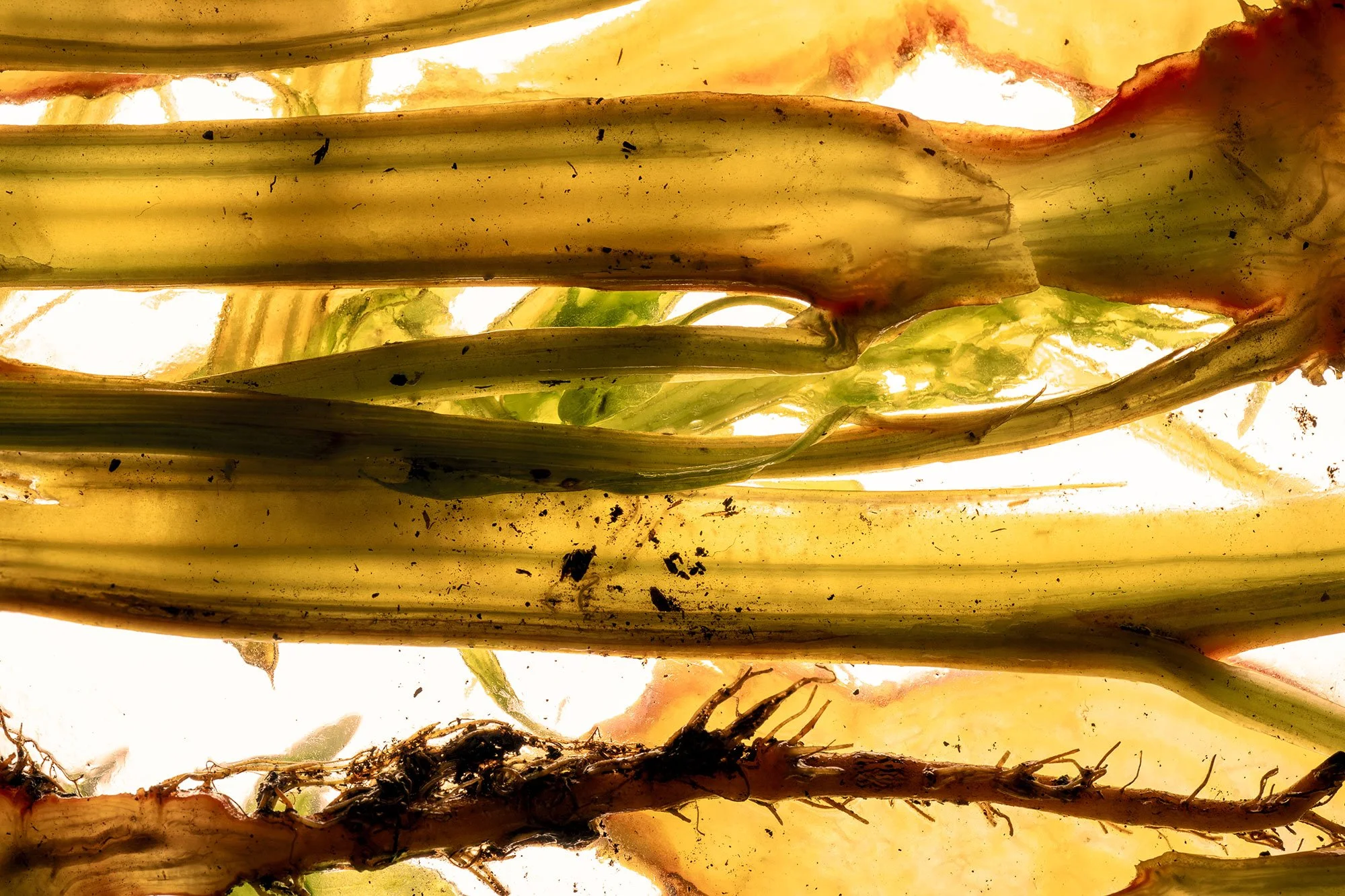 Close-up view of plant stems and roots with soil and dirt.