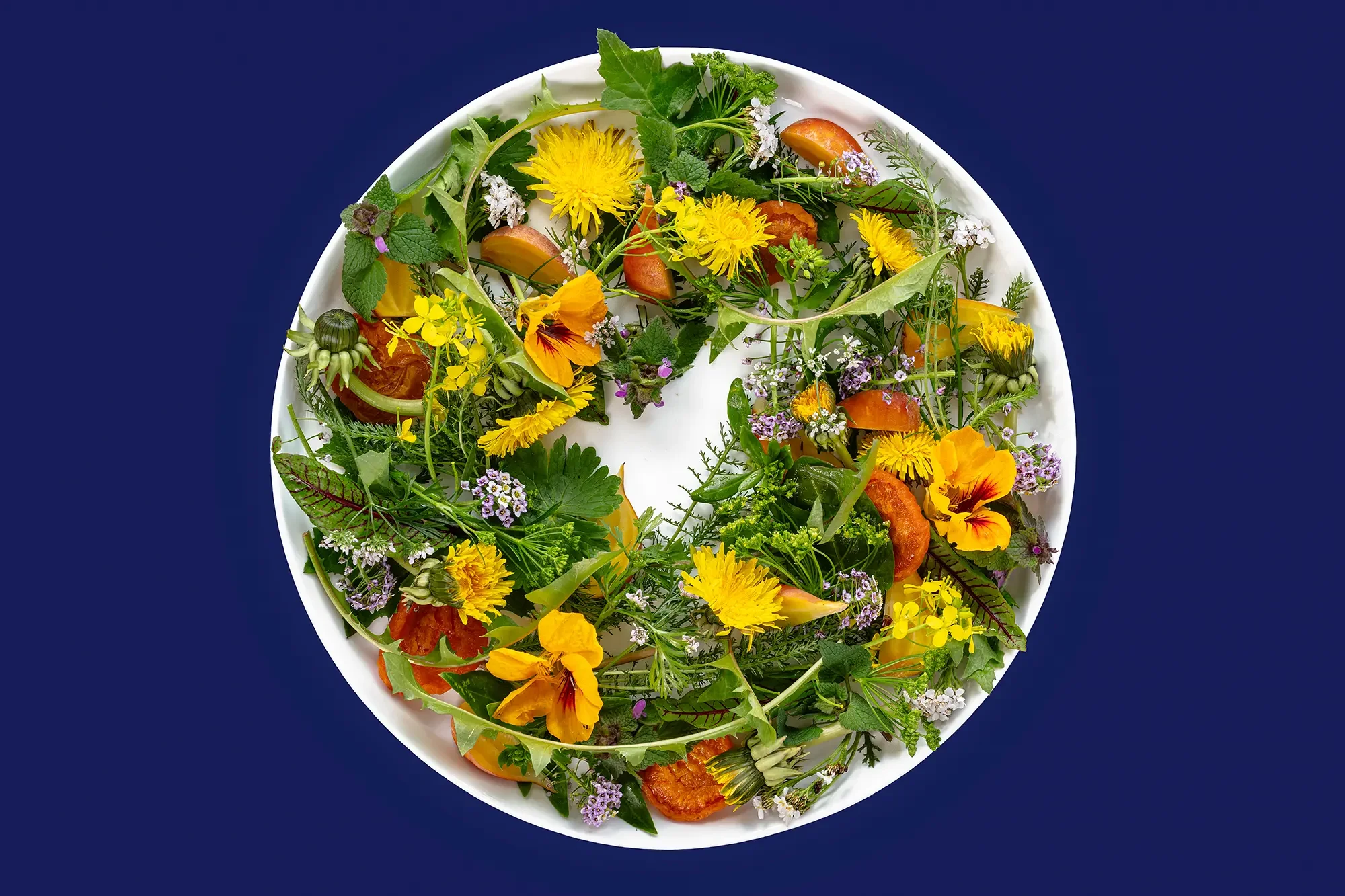 Wild taraxacum officinale (dandelion) hard ground, red zone