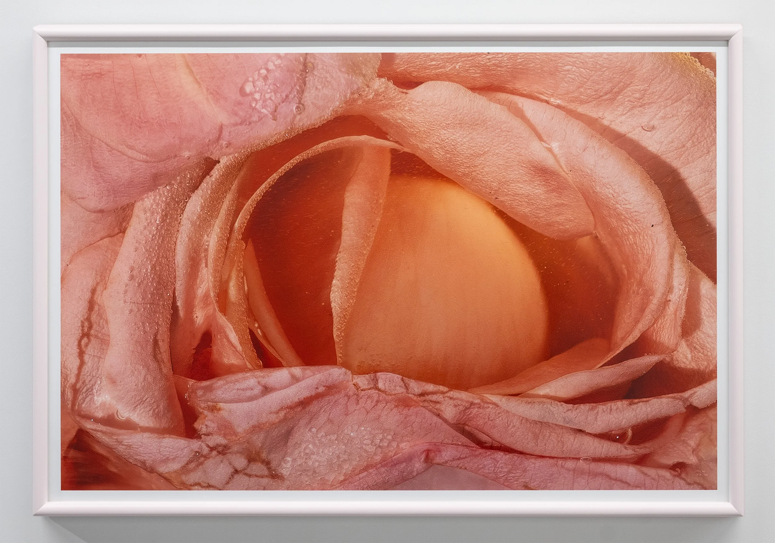 A framed Inside the City of Ladies print seen face on: a pink rose in sugar, in a painted angled frame with no mat board, on a white gallery wall. Framing guide, Gabrielle Lewis.