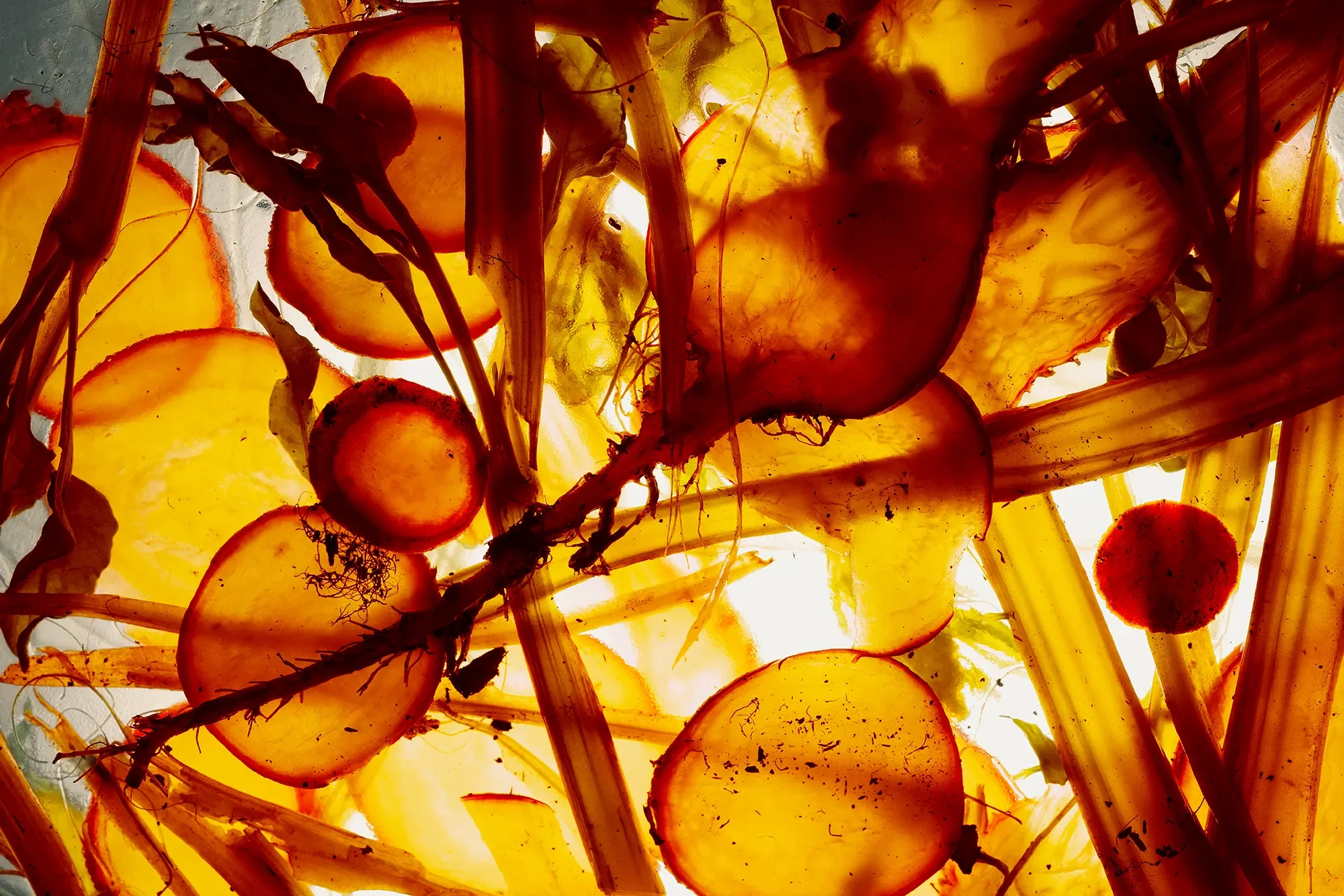 10_Territorial Field 05 : Section 1- Prime Selection copy.webp