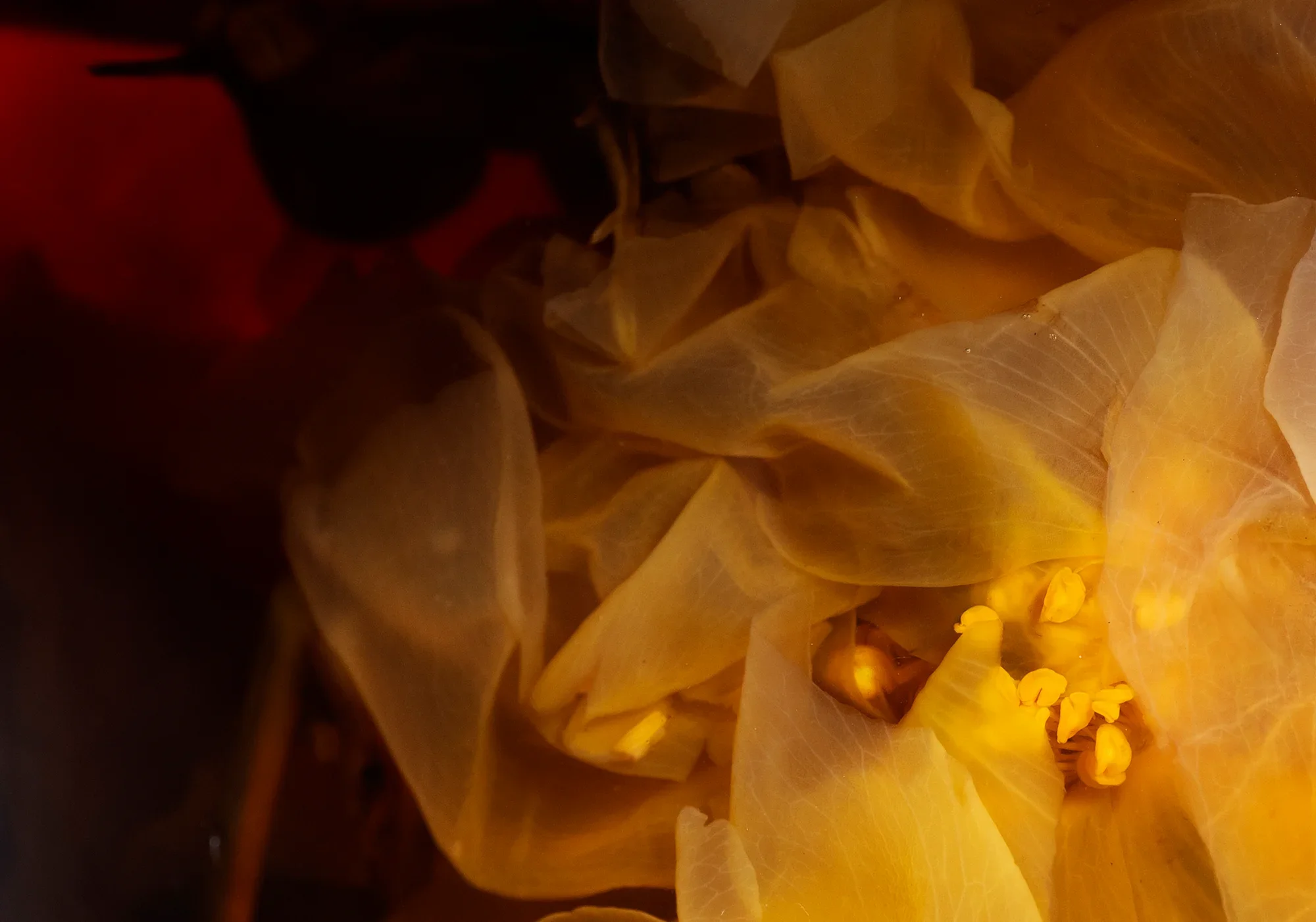 The Memory of Bad Magic Food / Rosa spp., Saccharum officinarum