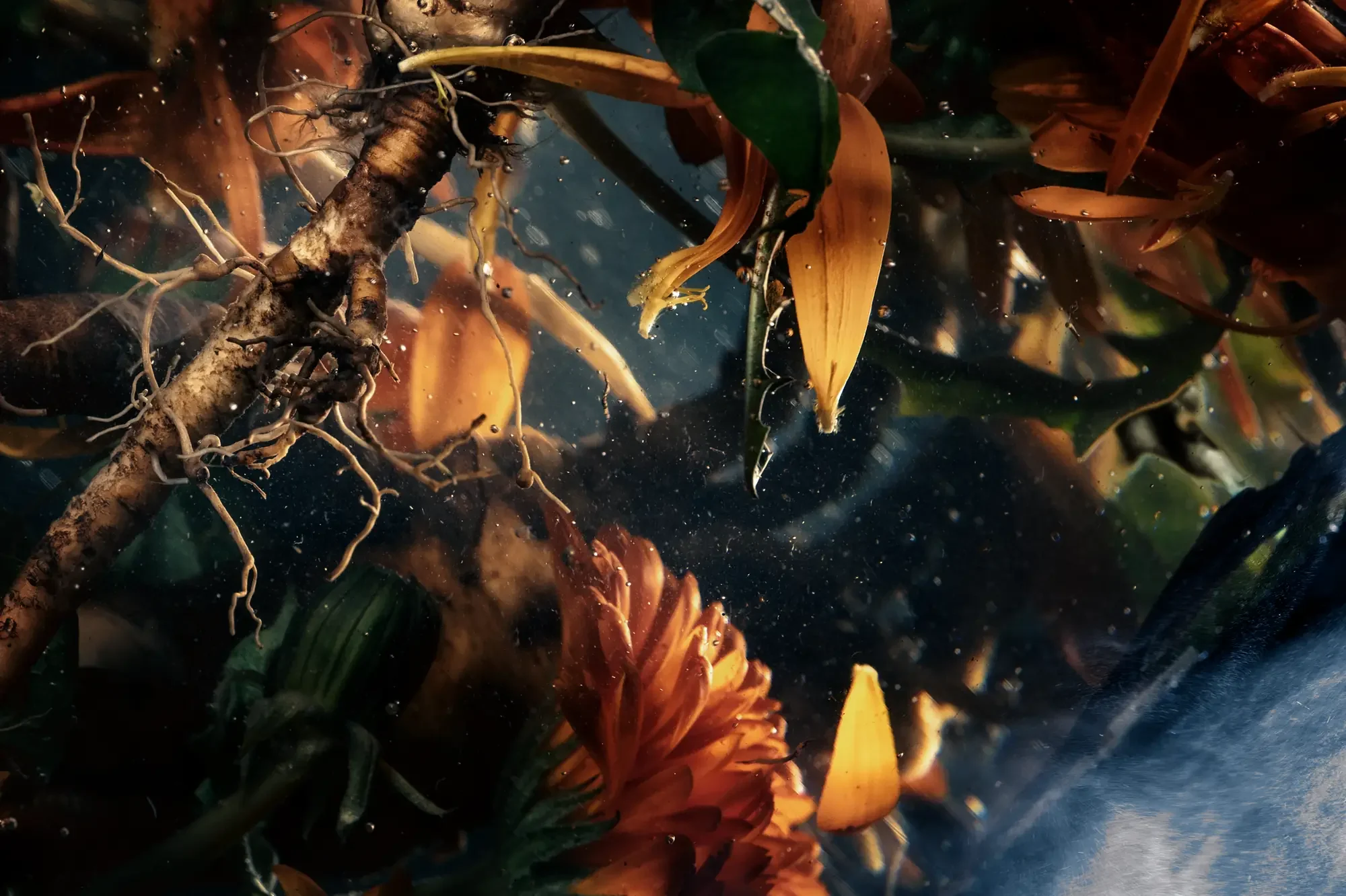 Immersion - 14:14:22 - phase shift