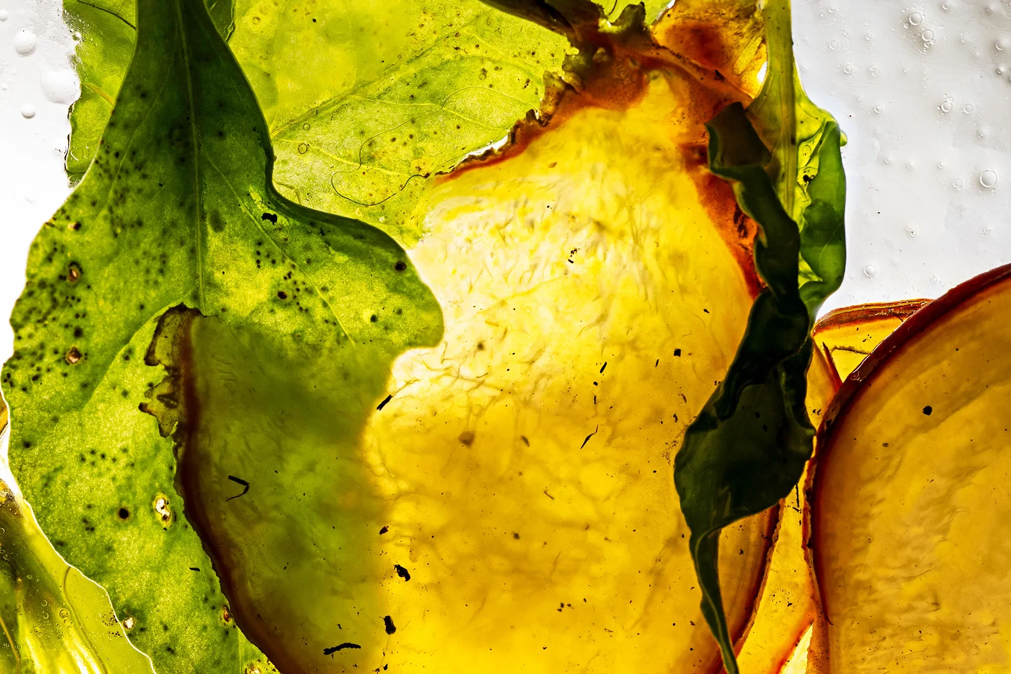 Close-up of torn and partially wilted yellow and green leaves with some dark spots, illuminated from behind.