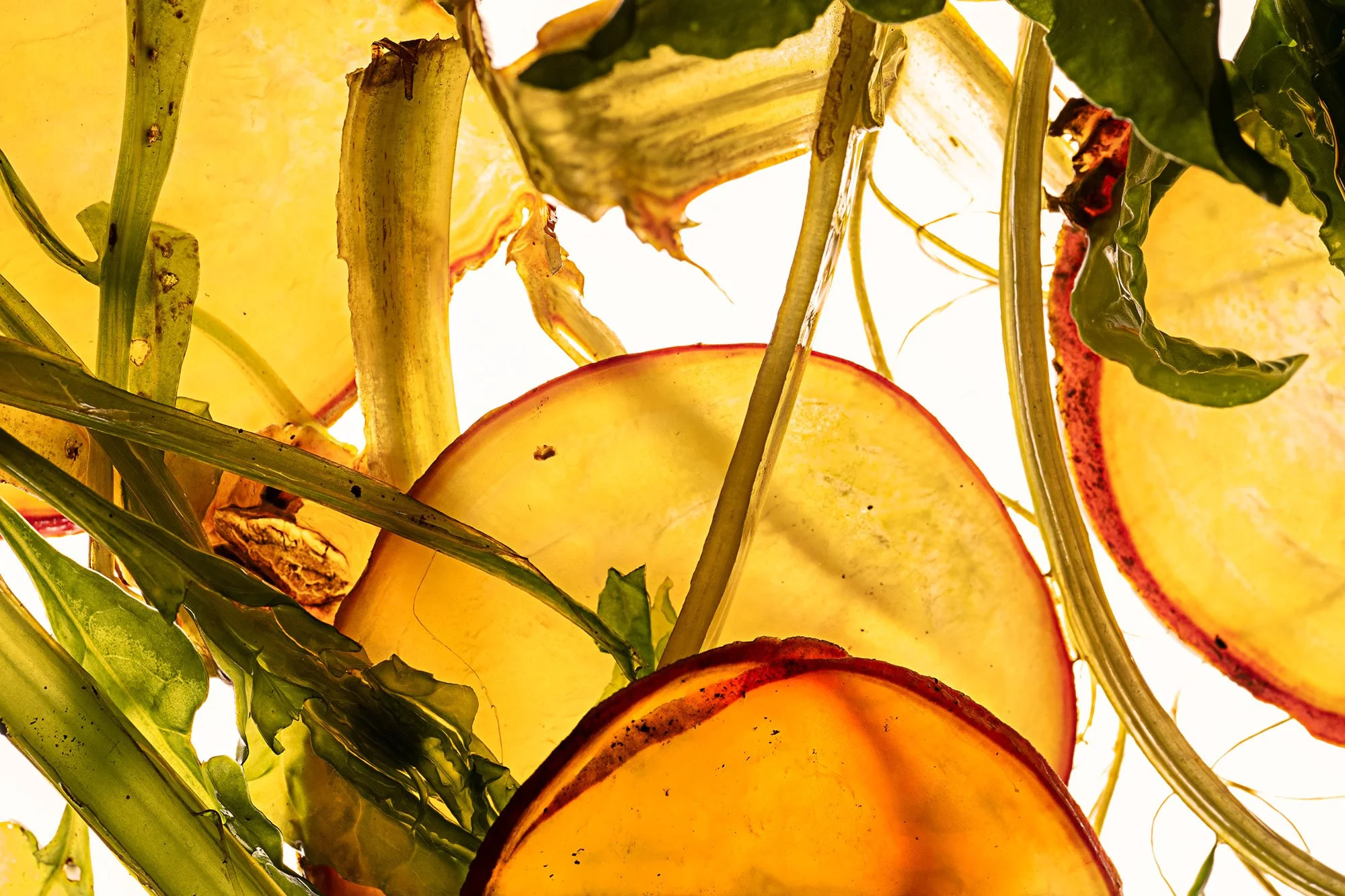 Close-up of sliced sweet potatoes with green leaves and roots visible, backlit with bright light.