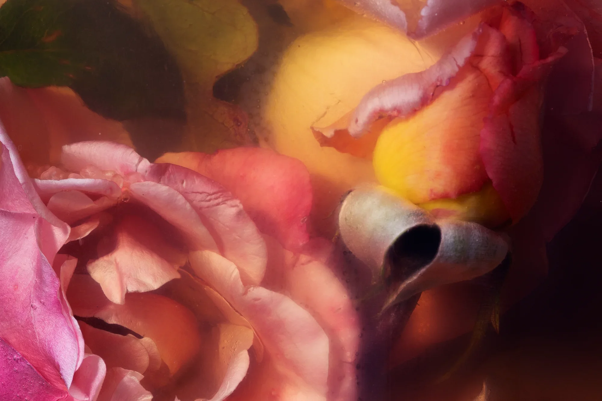 Been with the Witch and Eaten Her Food / Rosa spp., Saccharum officinarum