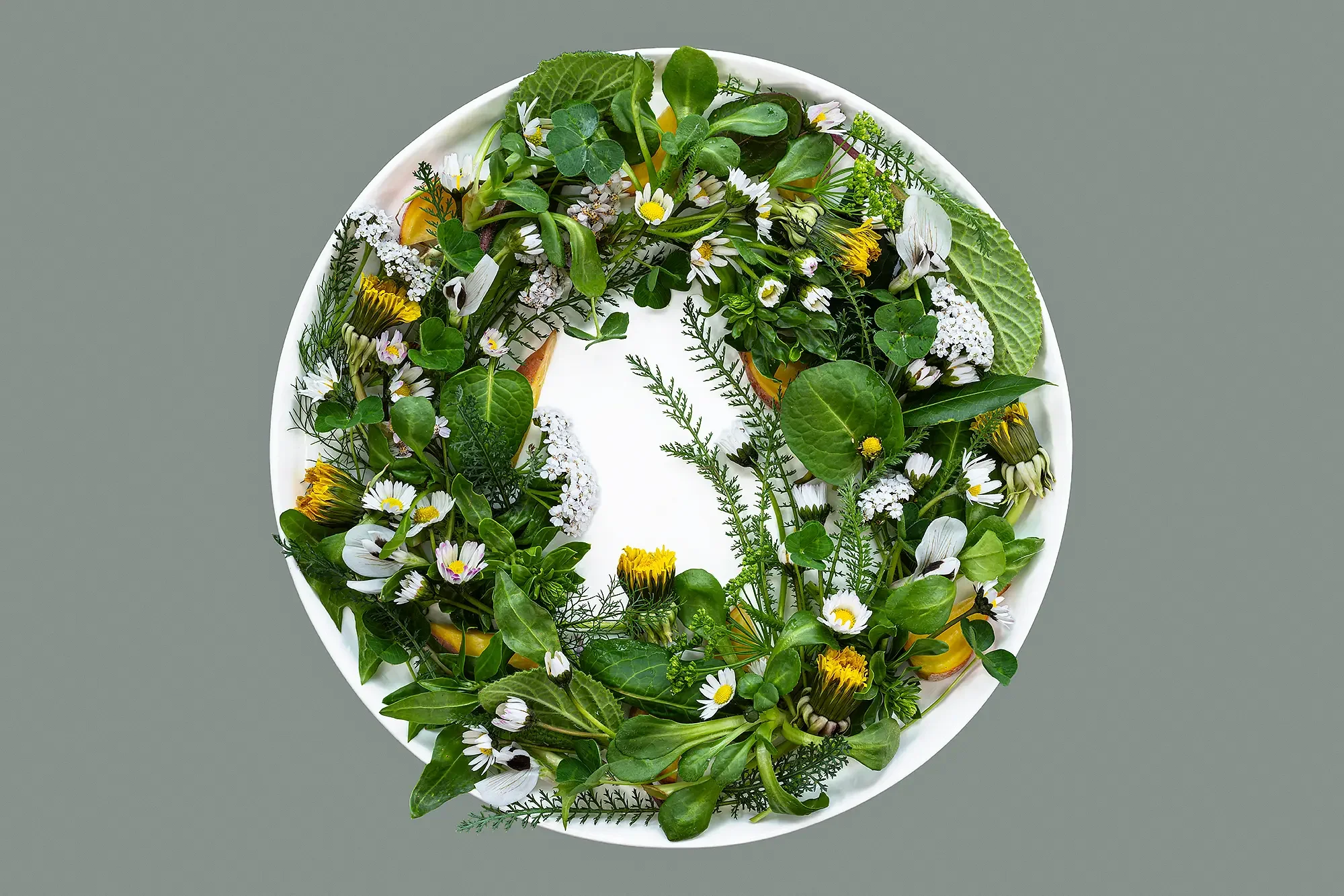 Bellis perennis (lawn daisy) playing field, soft ground