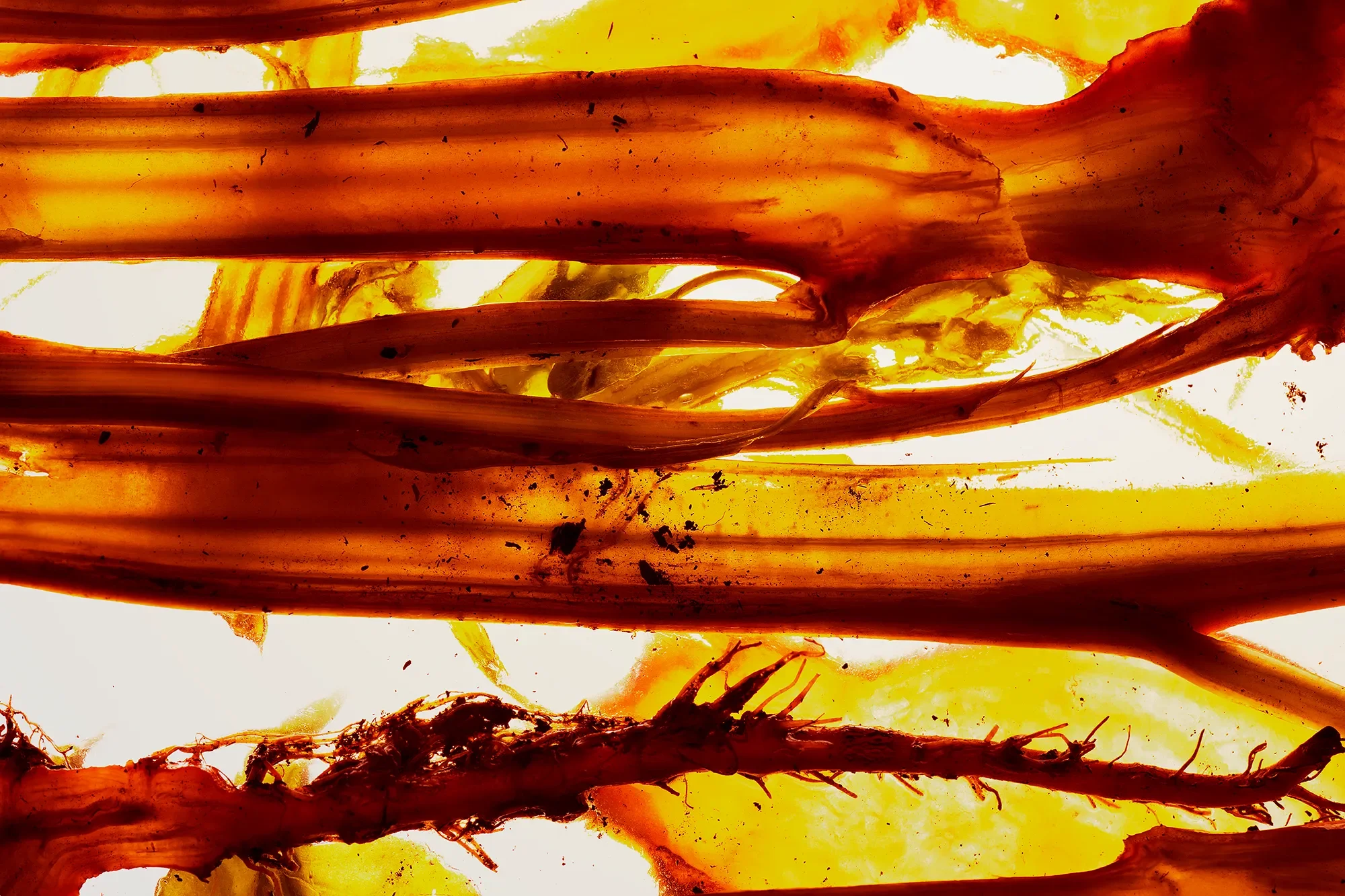 5_Territorial Field 02 : Section 2 - Connective Tissue copy.webp