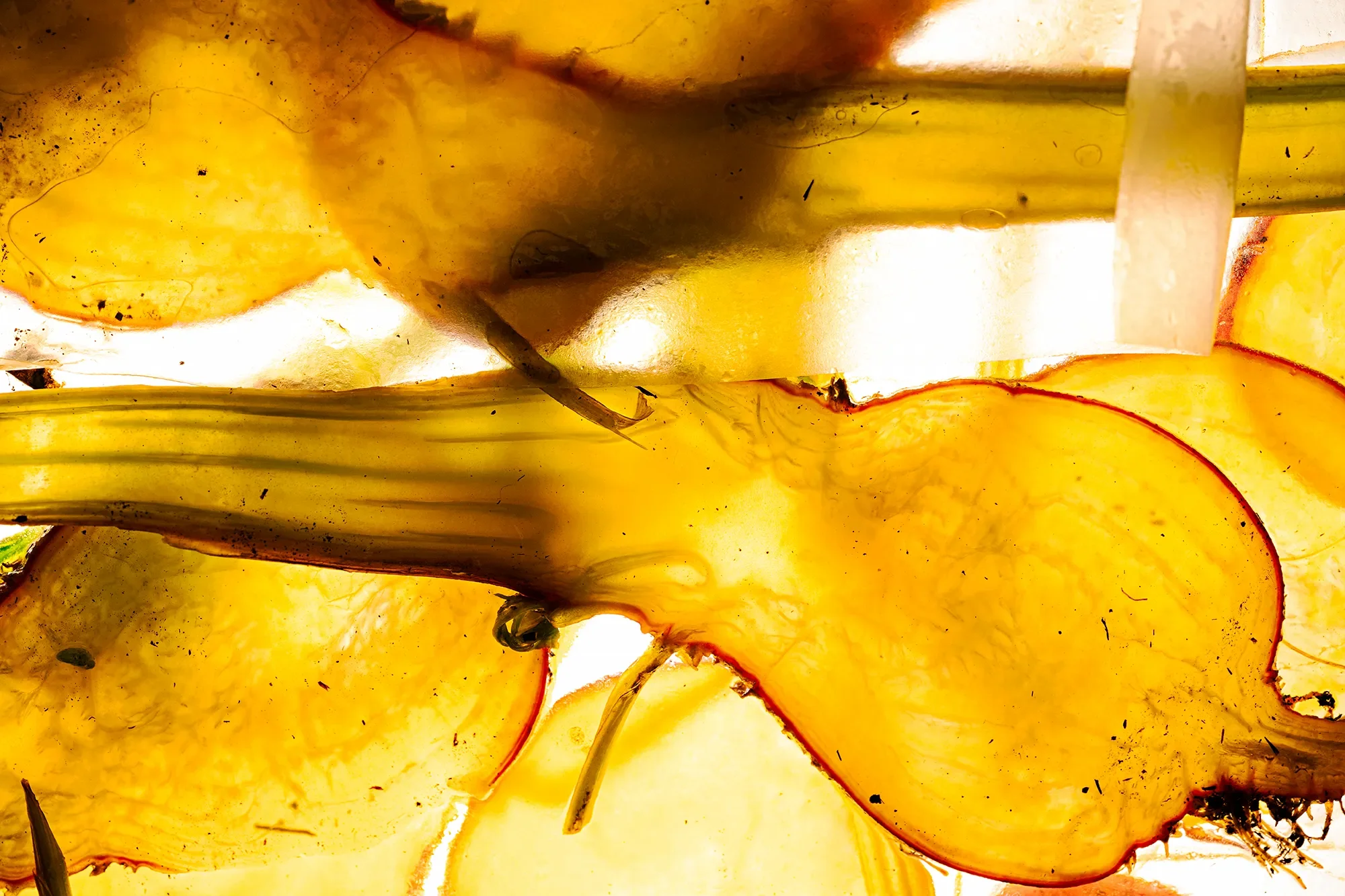 Close-up of sliced yellow plants with light shining through.