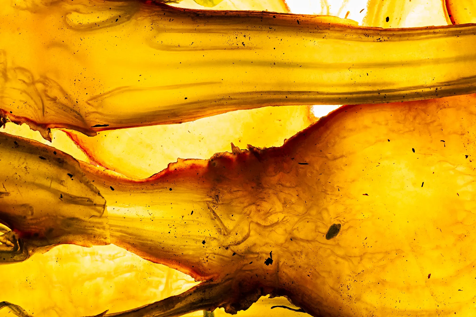 Close-up of a cut plant showing its yellow flesh and fibrous texture.