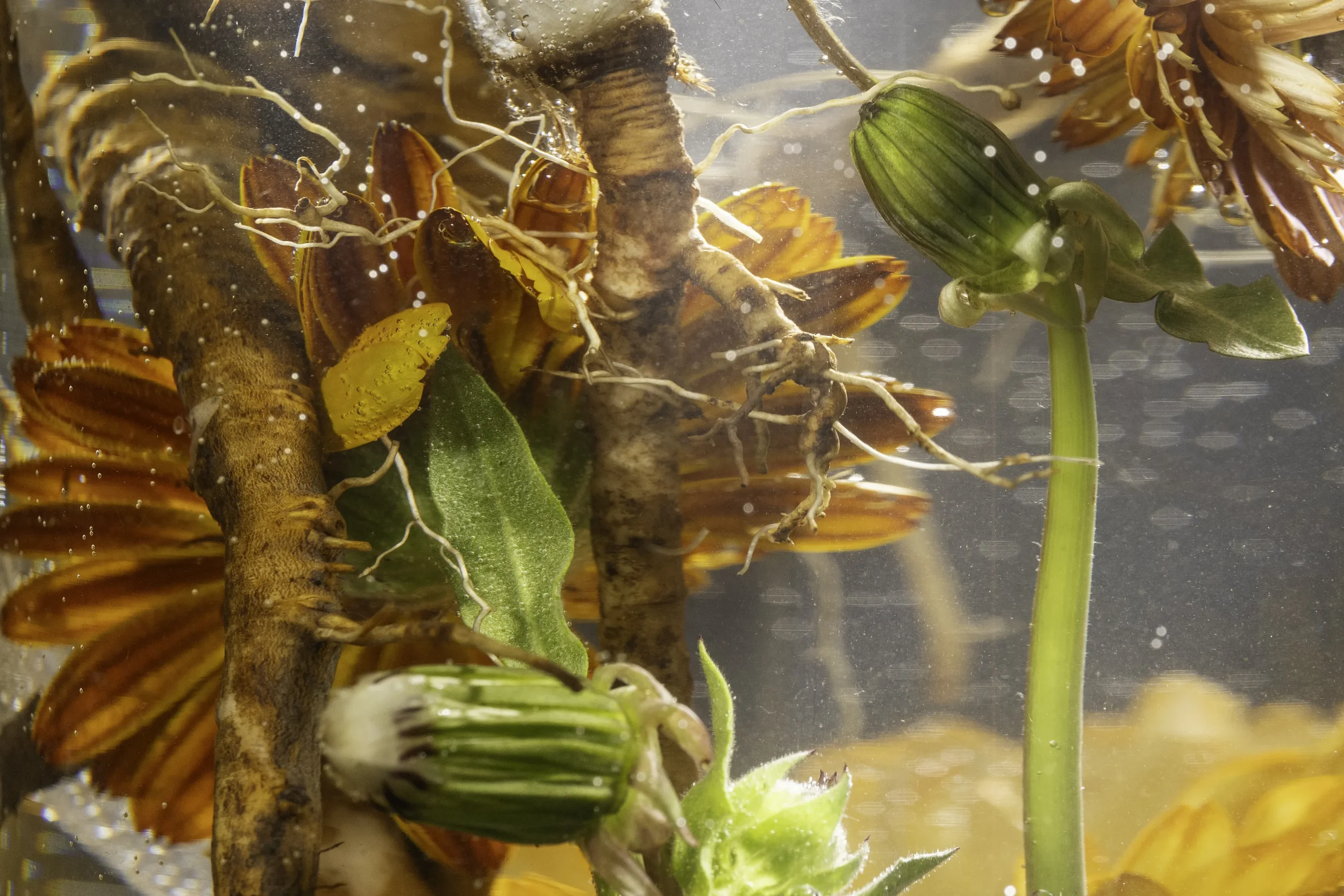 Close-up of various flowers and plant stems underwater, including orange flowers and green buds.