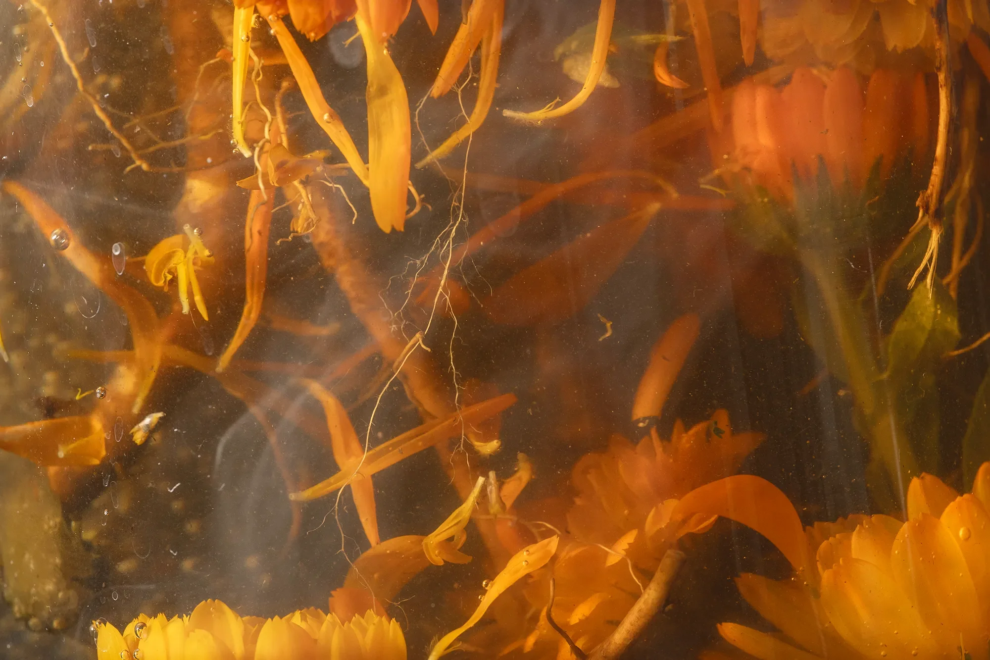 Underwater view of yellow and orange seaweed-like plants and tiny creatures in a dark aquatic environment.