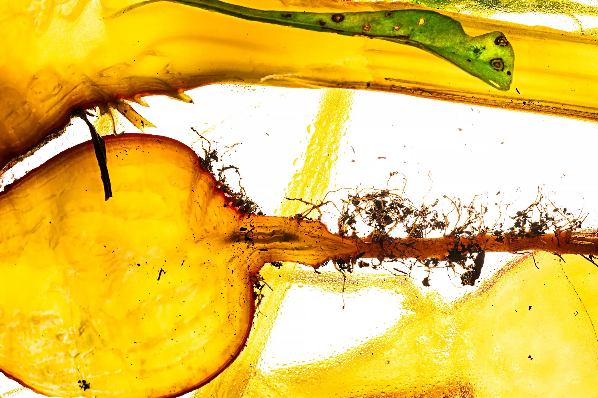 Territorial Field 02 / Section 1 : Shank