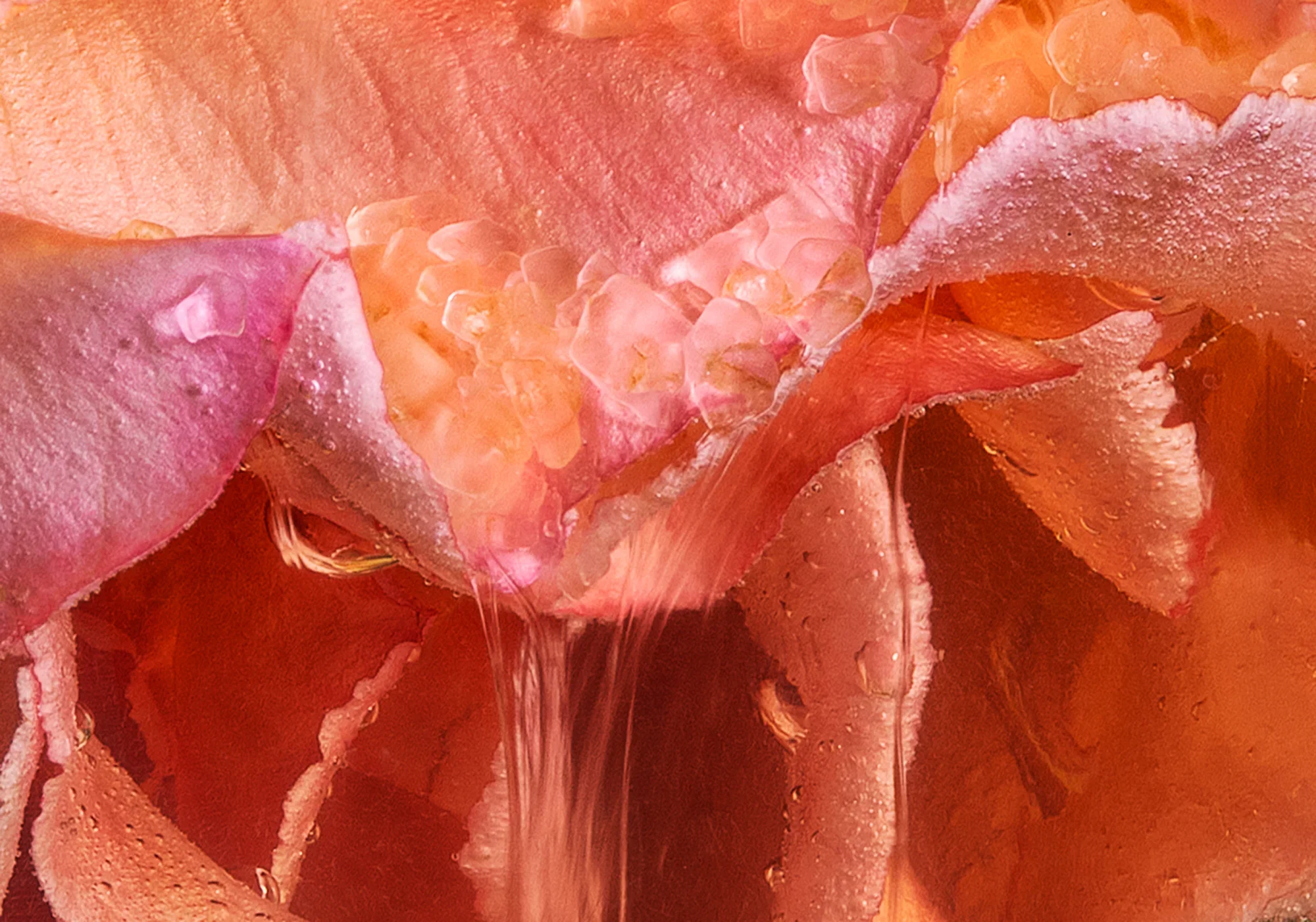 Enchanted Turkish Delight / Rosa spp., Saccharum officinarum