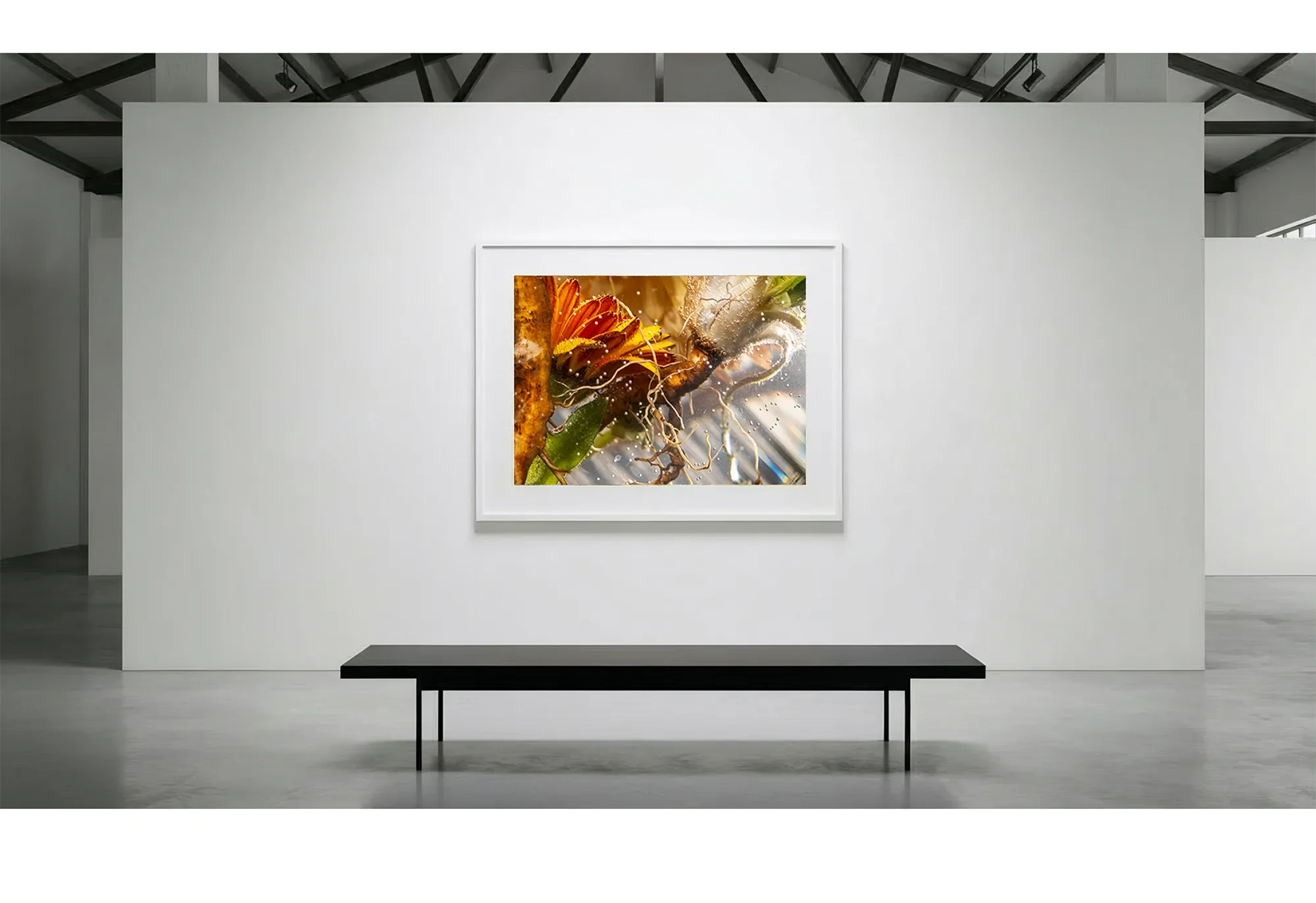 1_Immersion_Mesophillic_GalleryWall copy.webp