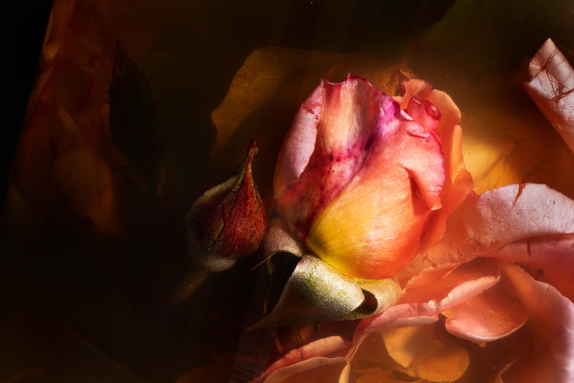 Triumph of the Witch / Rosa spp., Saccharum officinarum