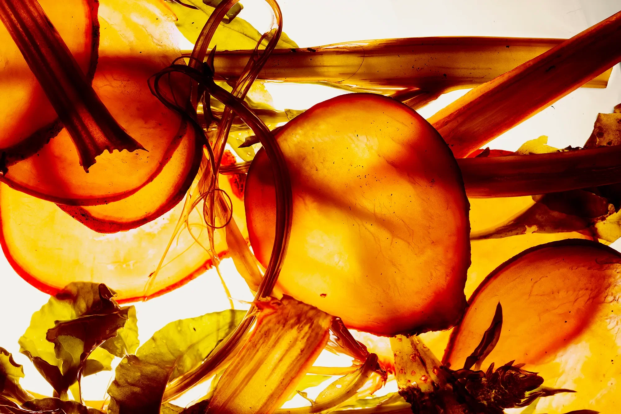 Territorial Field 04 / Section 2 : Sirloin Tip