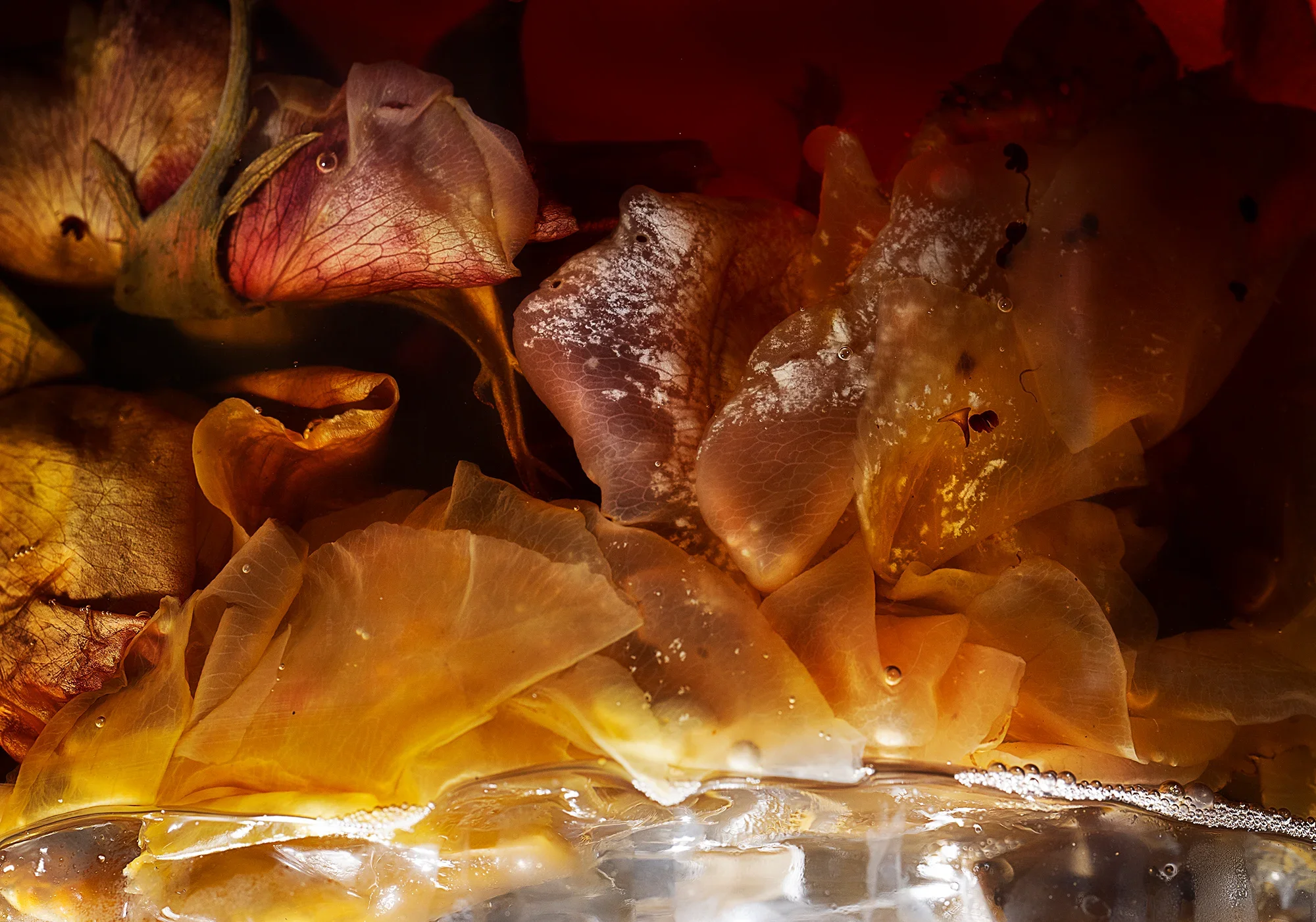 Deeper Magic from before the Dawn of Time / Rosa spp., Saccharum officinarum