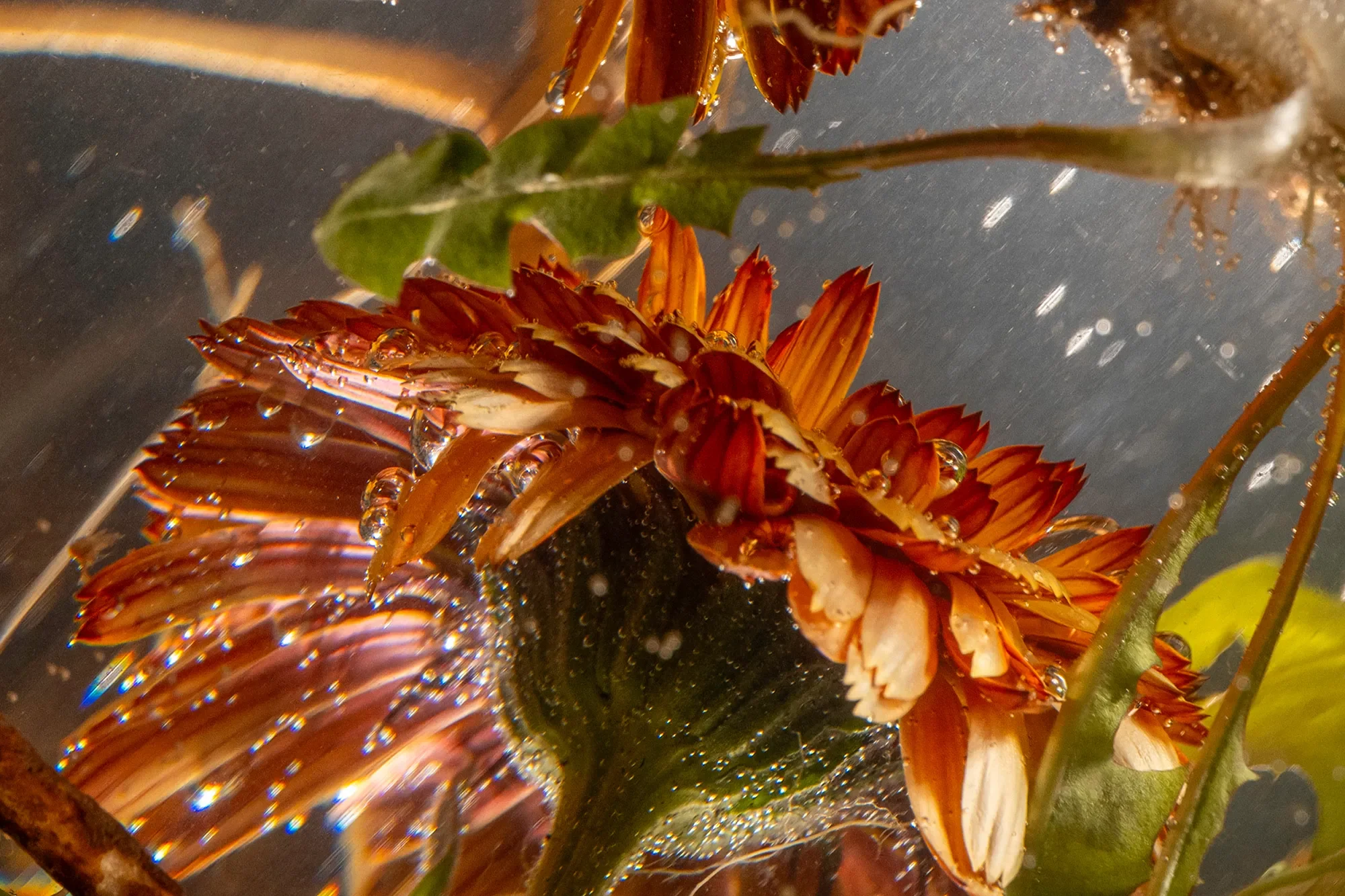Close-up of orange and white flowers submerged in water with bubbles, green leaves, and thin branches.