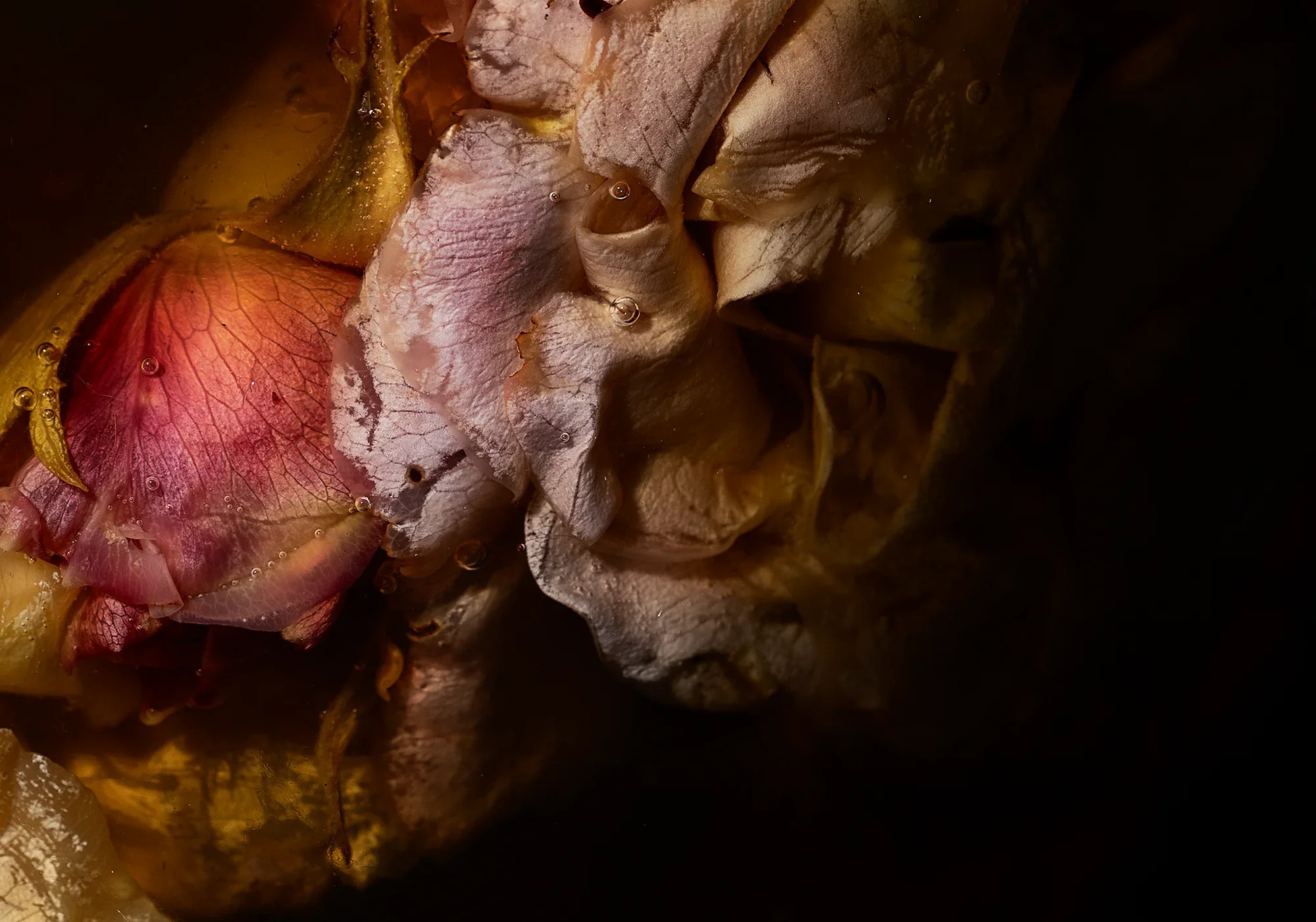 The White Witch of the Line of Lilith, of the Jinn and the Giants / Rosa spp., Saccharum officinarum