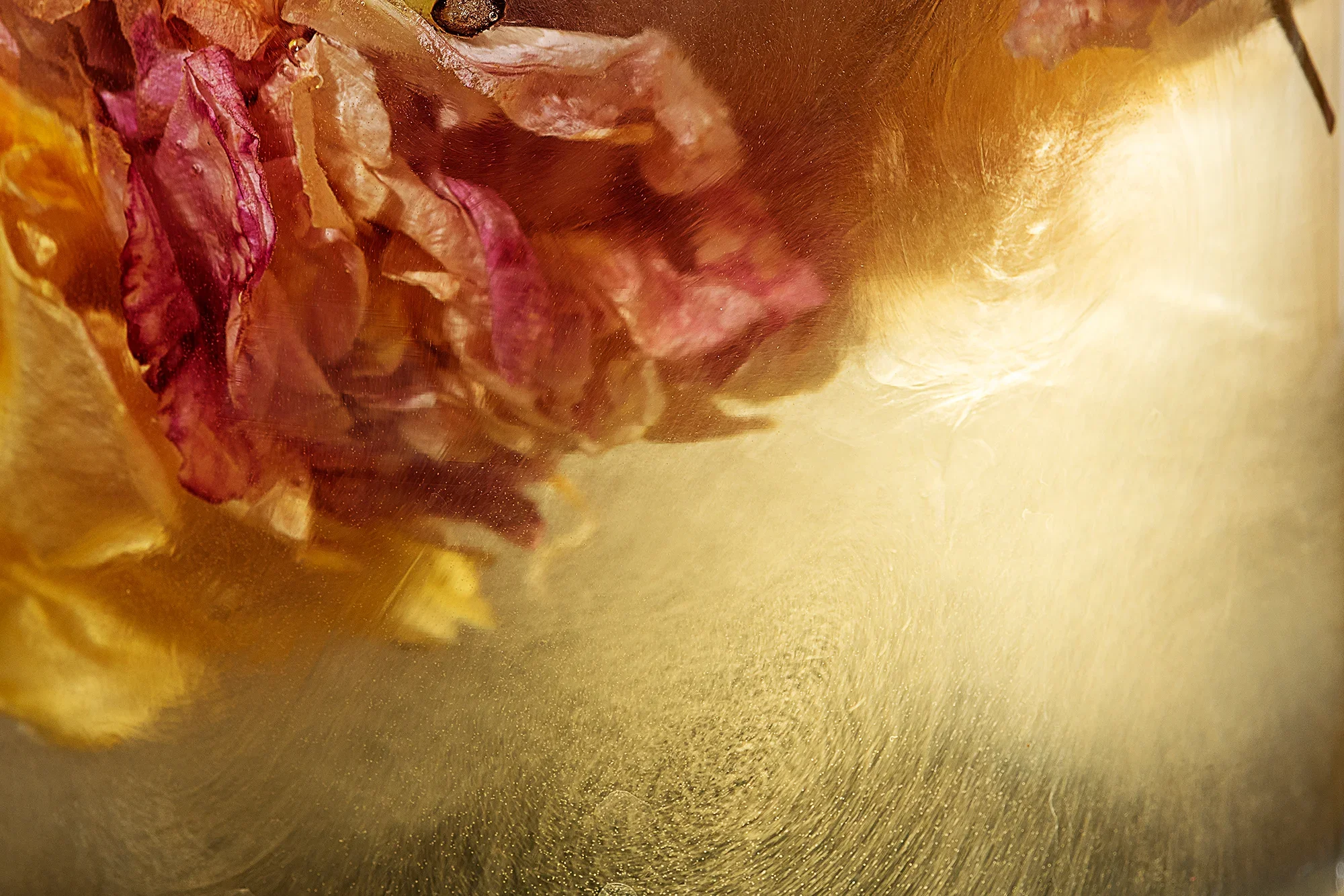 The Spell begins to Break / Rosa spp., Saccharum officinarum