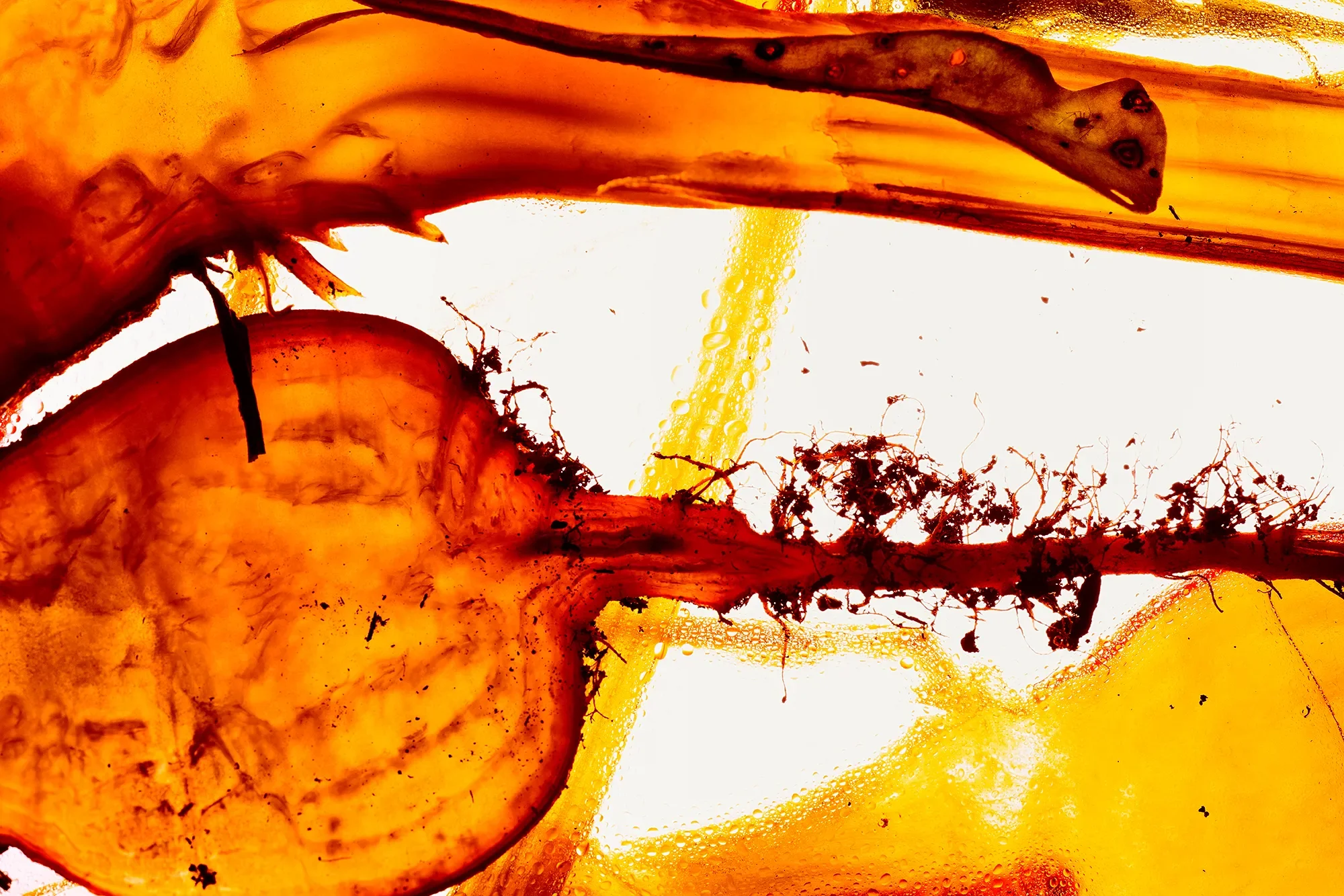 Territorial Field 02 / Section 1 : Shank