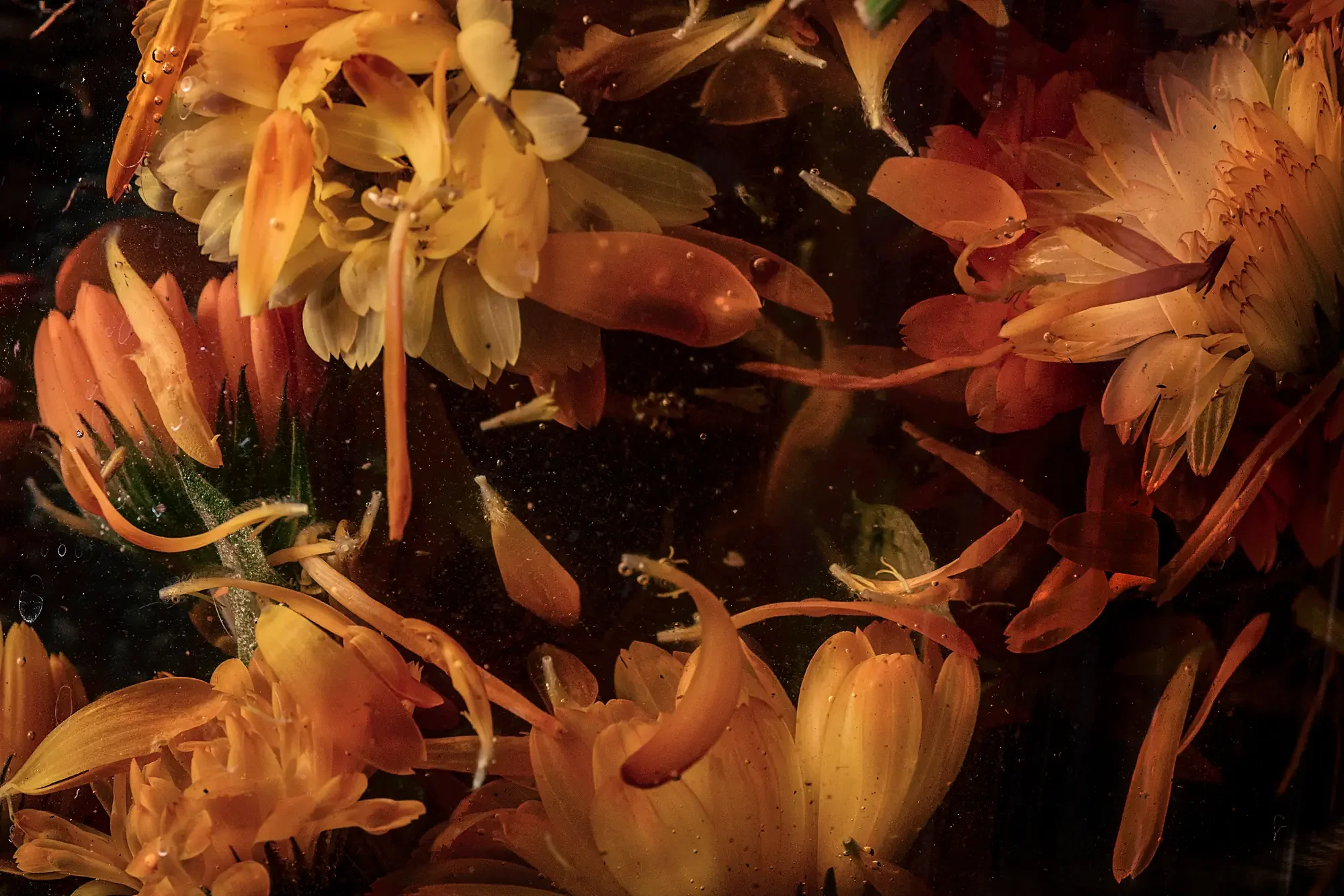 Immersion, thermal equilibrium: calendula and dandelion flower heads and loose petals filling the frame in heated water. Photograph by Gabrielle Lewis.