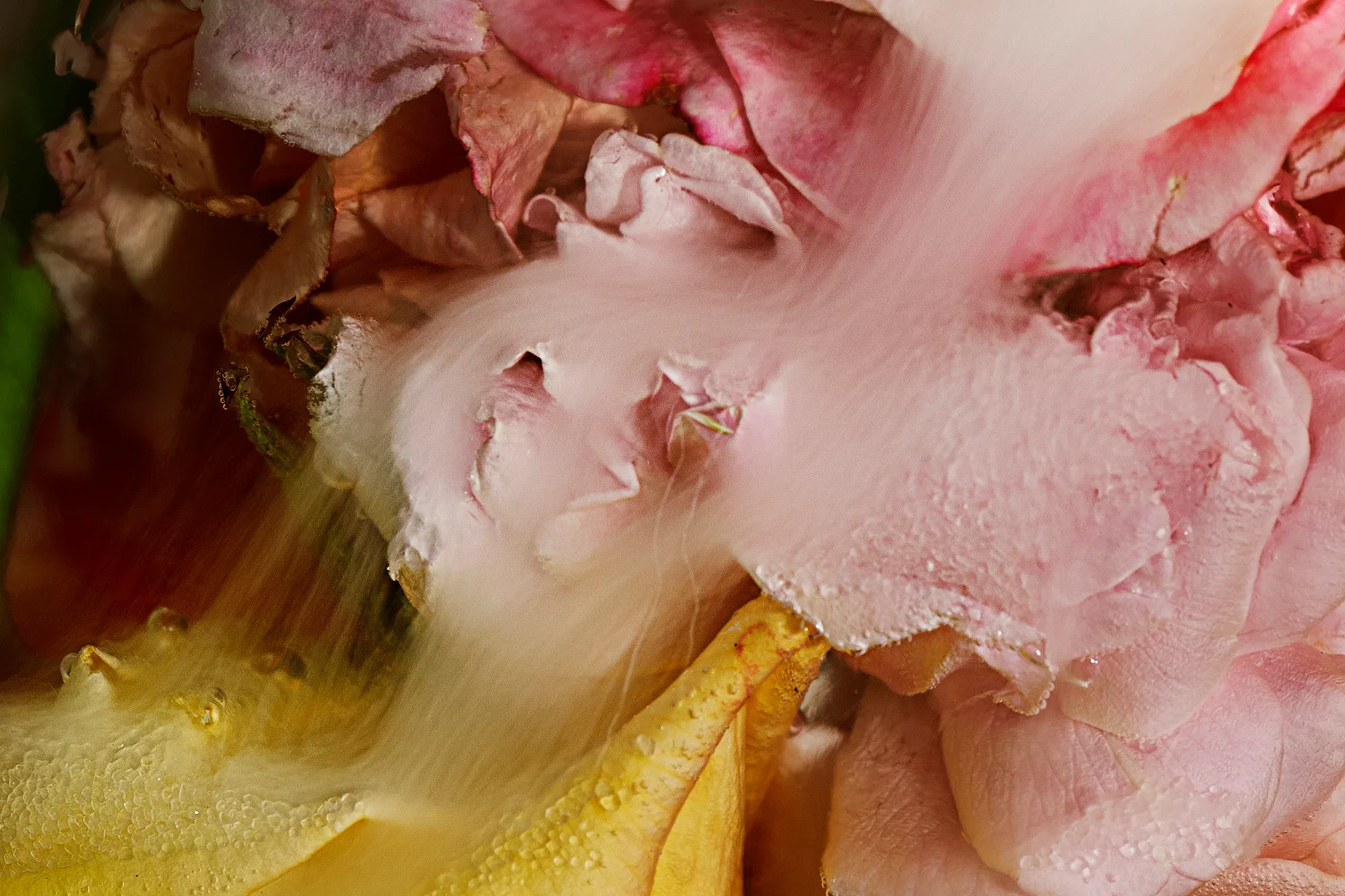 Tasted and Wanted More / Rosa spp., Saccharum officinarum