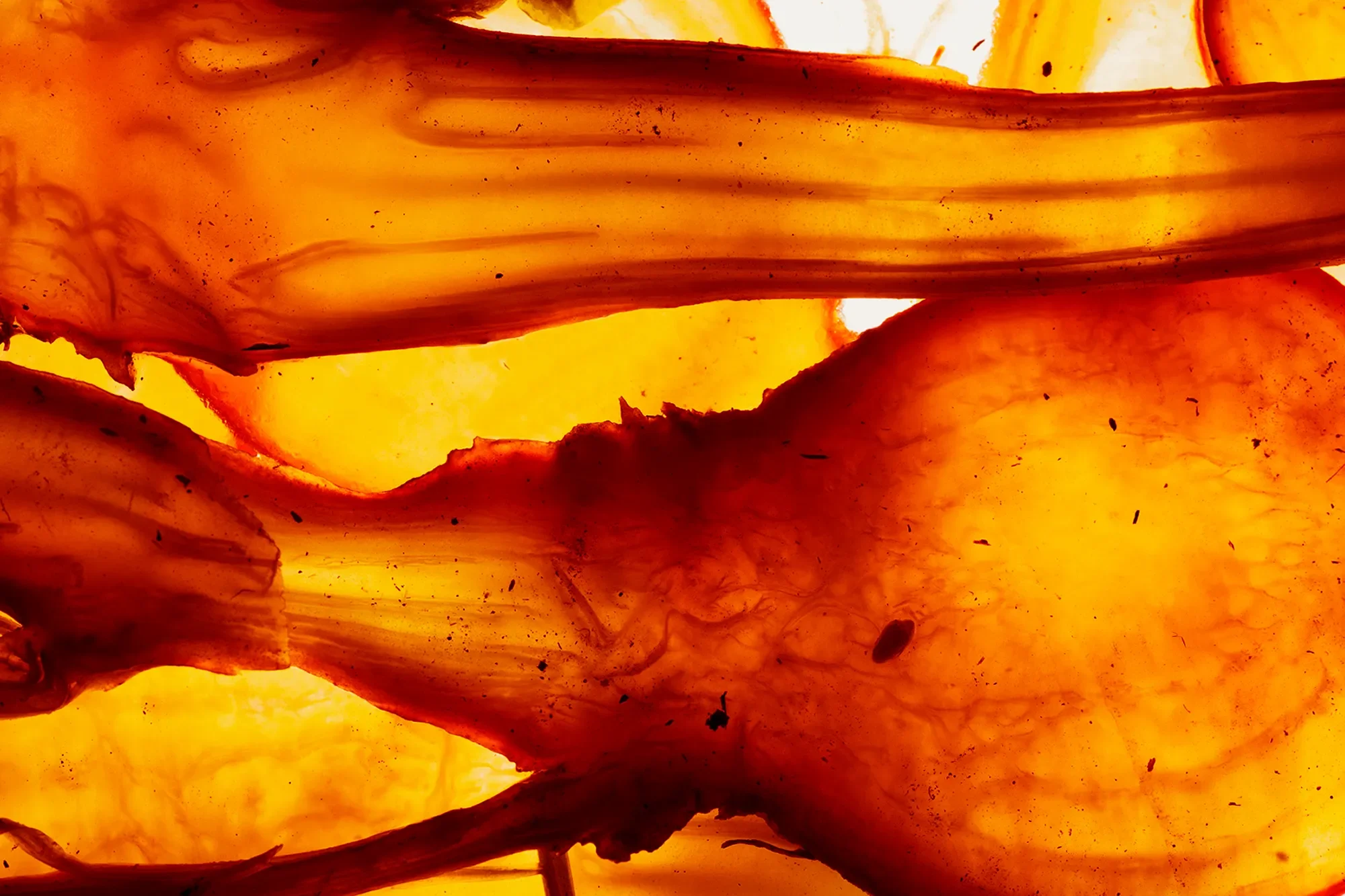 Territorial Field 01 / Section 1 : Eye Fillet