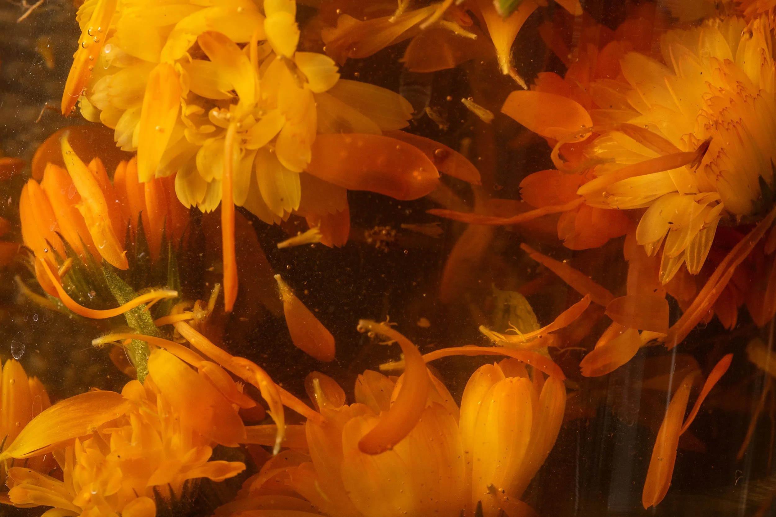 Close-up of yellow and orange flowers submerged underwater with small fish swimming among them.