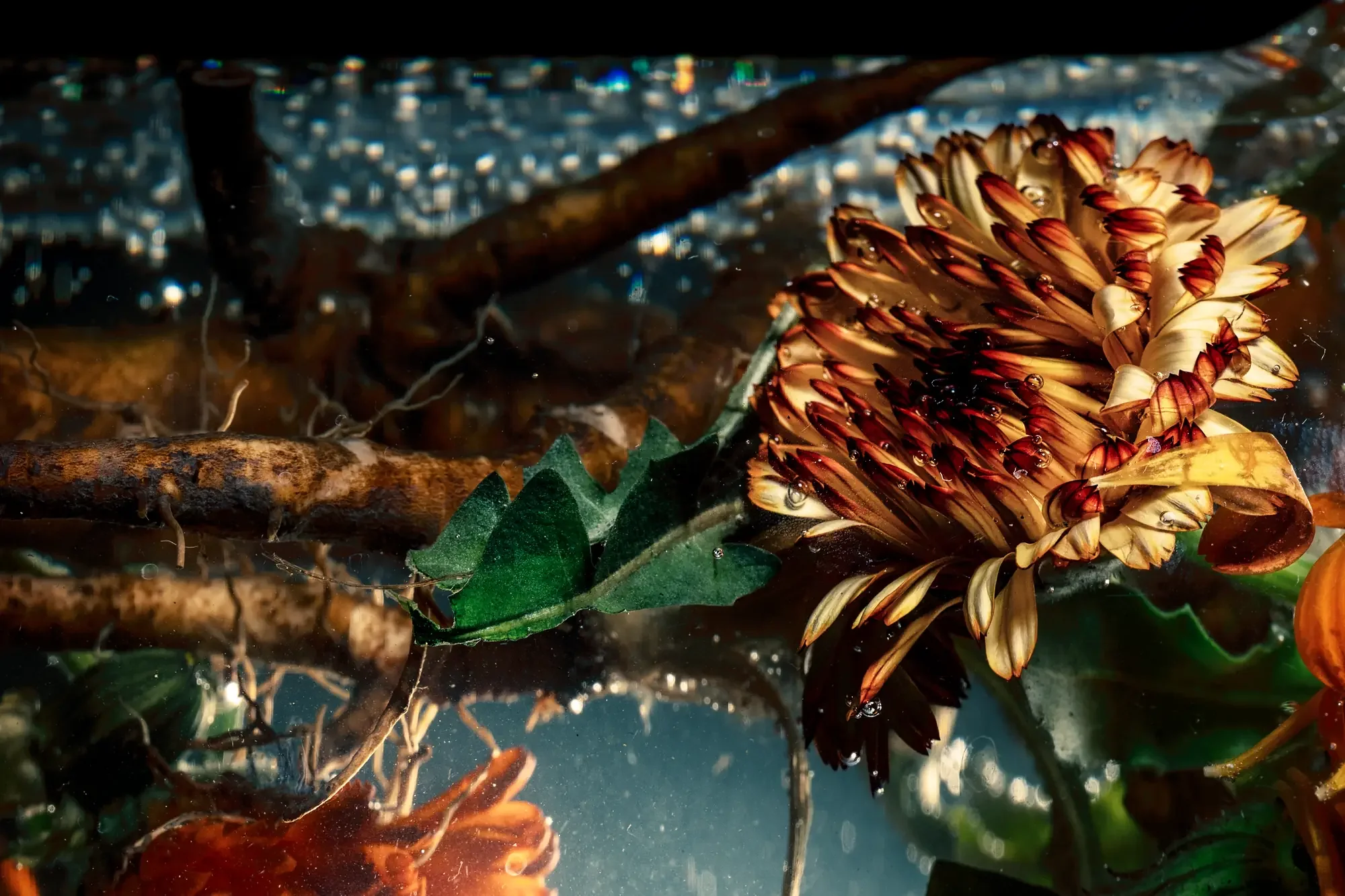 Immersion - 14:11:48 - heat bloom