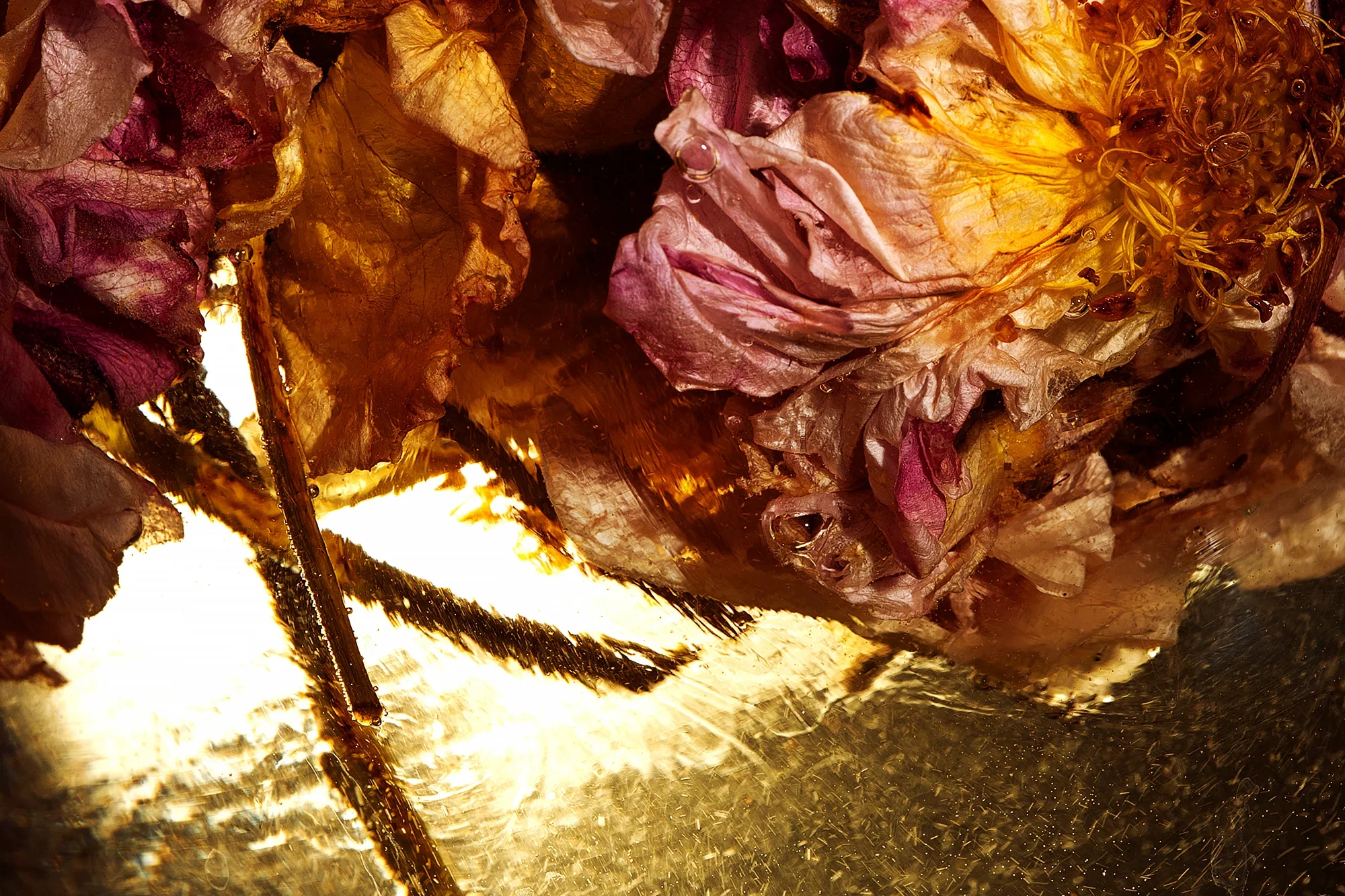 Feasting, Revelry and Dancing / Rosa spp., Saccharum officinarum