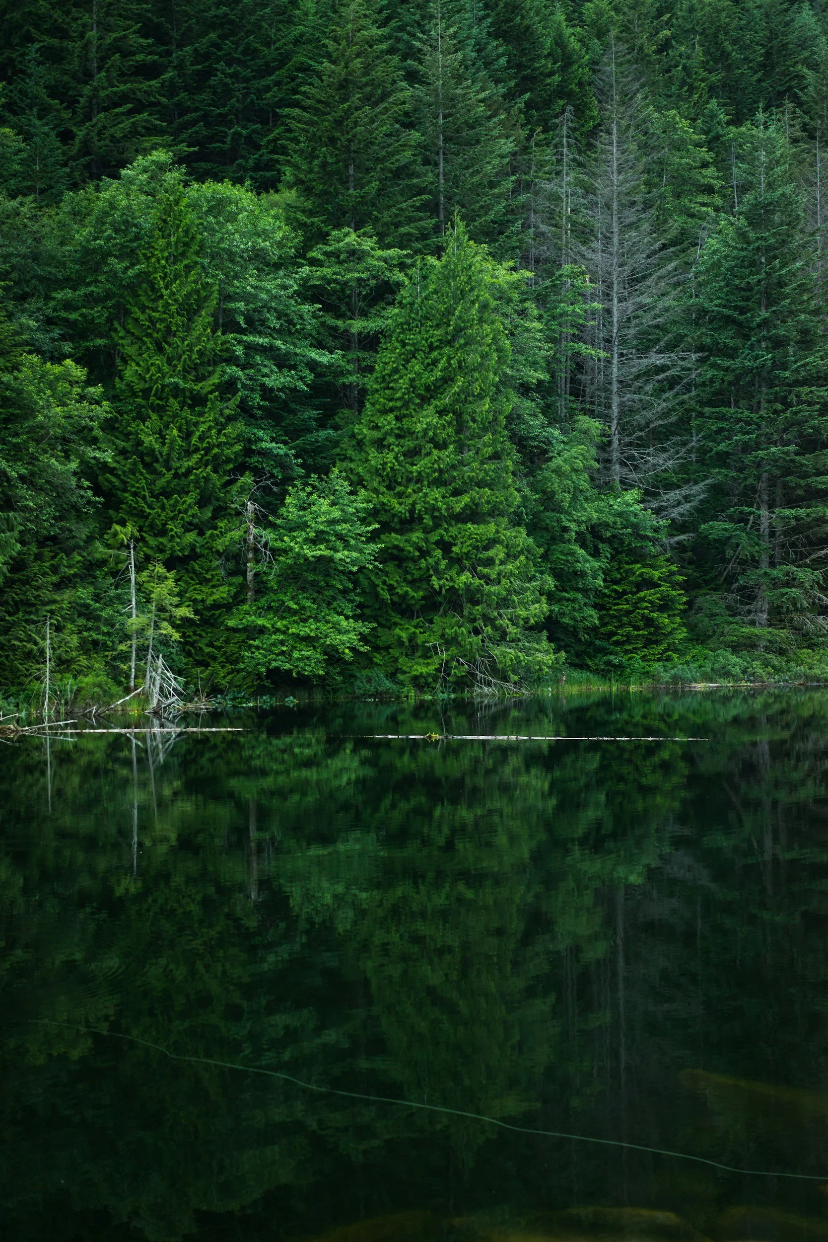 A dense forest of green pine trees reflected in a calm lake.