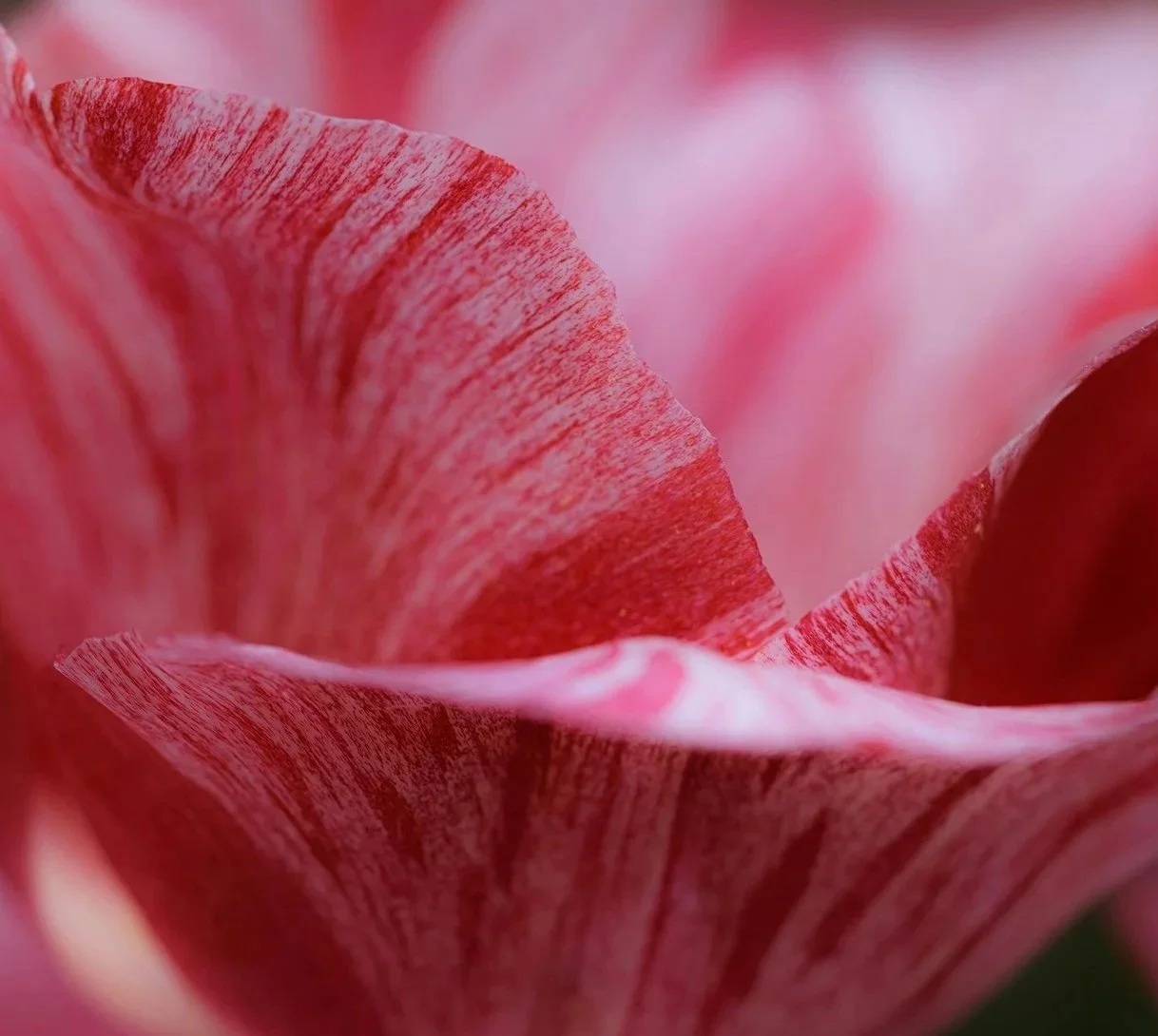 Close-up of pink and red flower petals with detailed veining and soft texture.