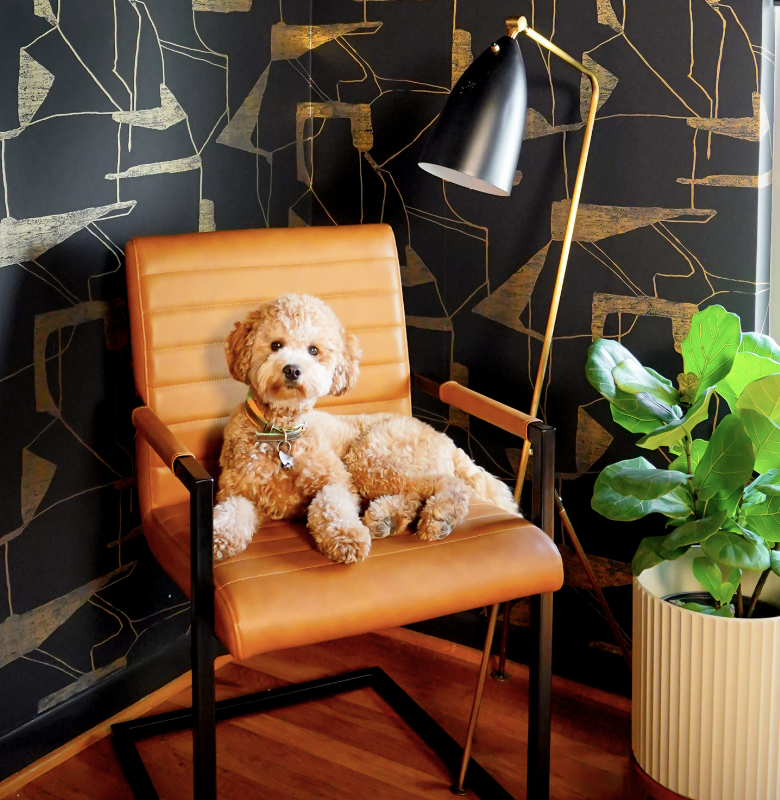 A cute curly-haired dog sitting on a tan leather chair in front of a black and gold abstract wallpaper, next to a large green plant and a black floor lamp.