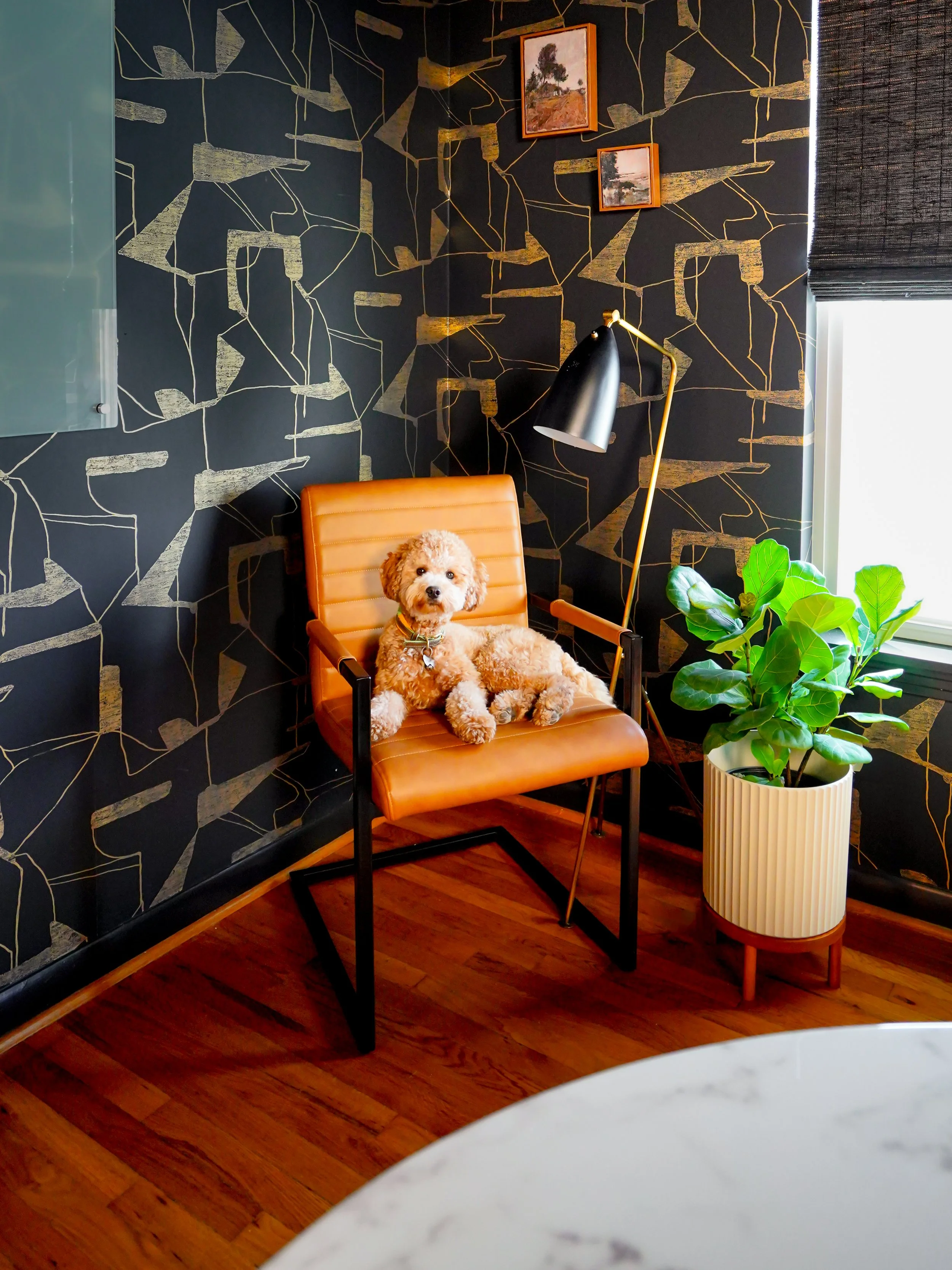 A cozy corner showing a tan dog sitting on an orange chair with black metal legs, beside a tall black floor lamp and a large potted green plant near a window.