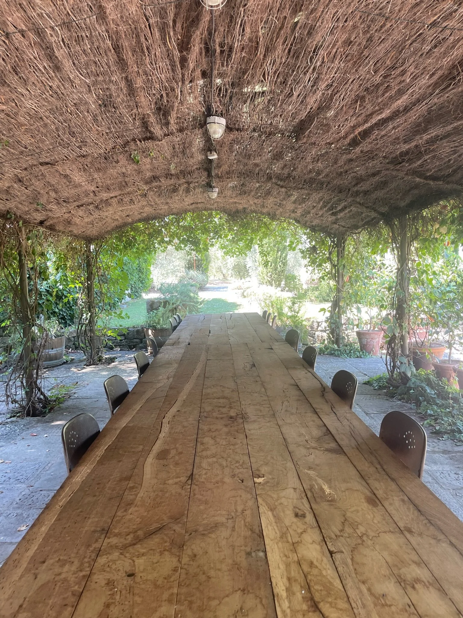 vineyard 3.JPG
