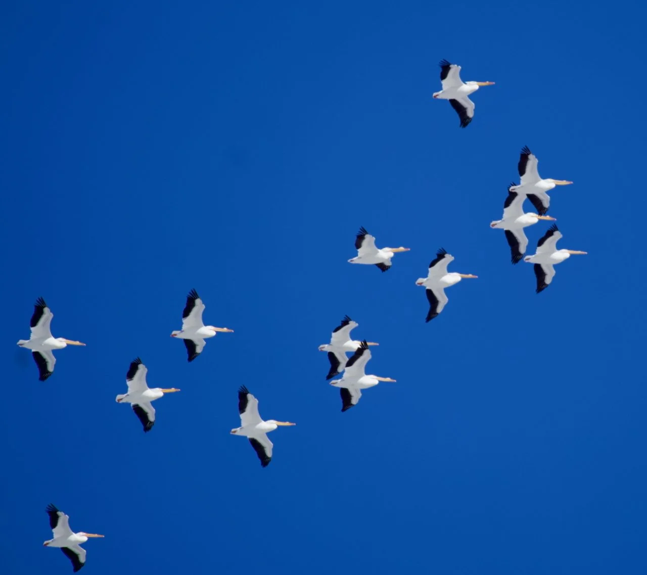 American White Pelican at Cardinal Valley Habitat Restoration
📷: A Wild