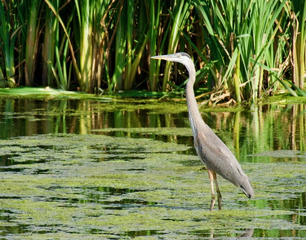 The Peace of Wild Things